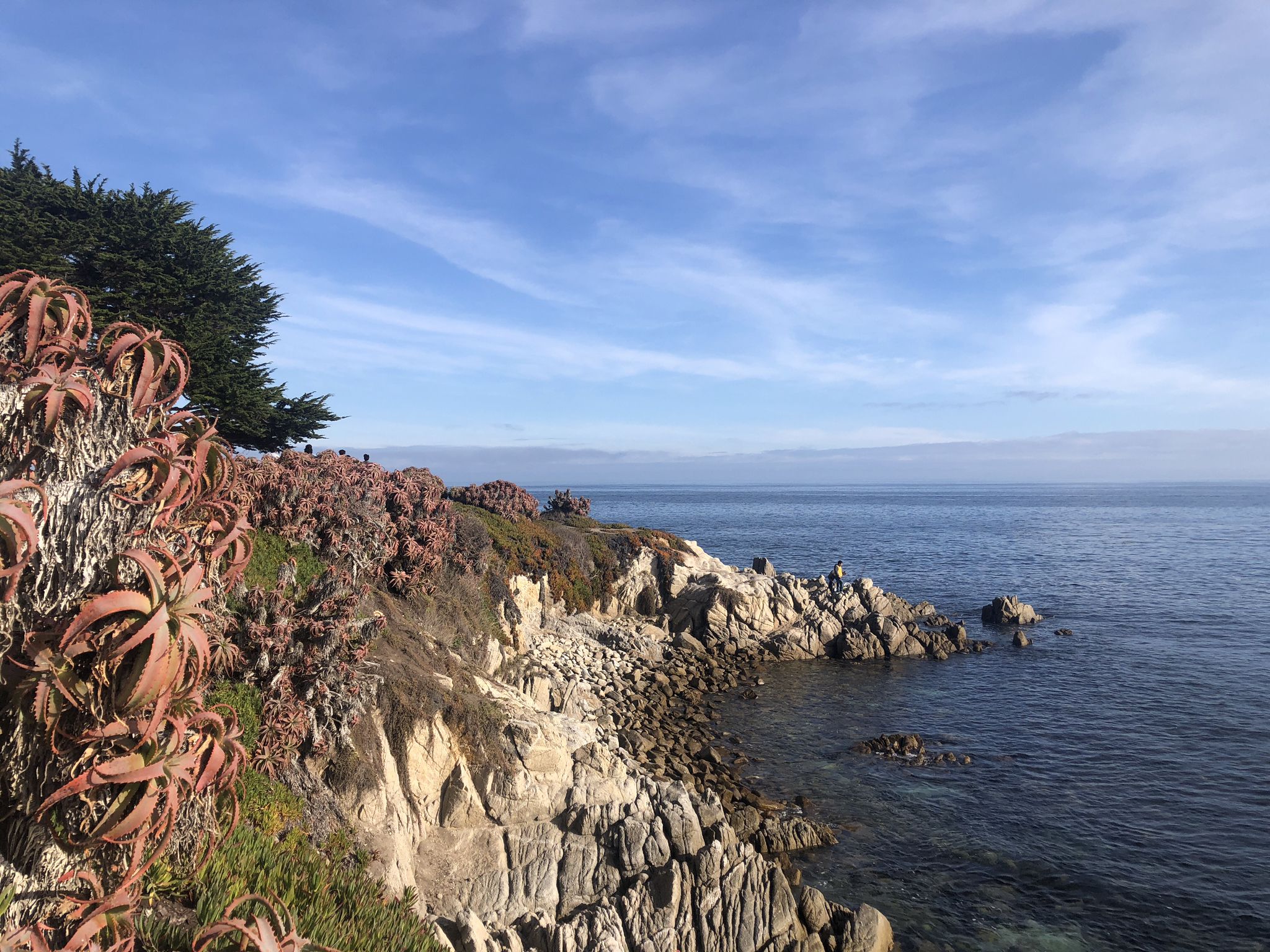Rocky cliff covered in red succulents overlooking a vast blue ocean. - Seven Gables Inn – Lovers Point Beach loop from Pacific Grove