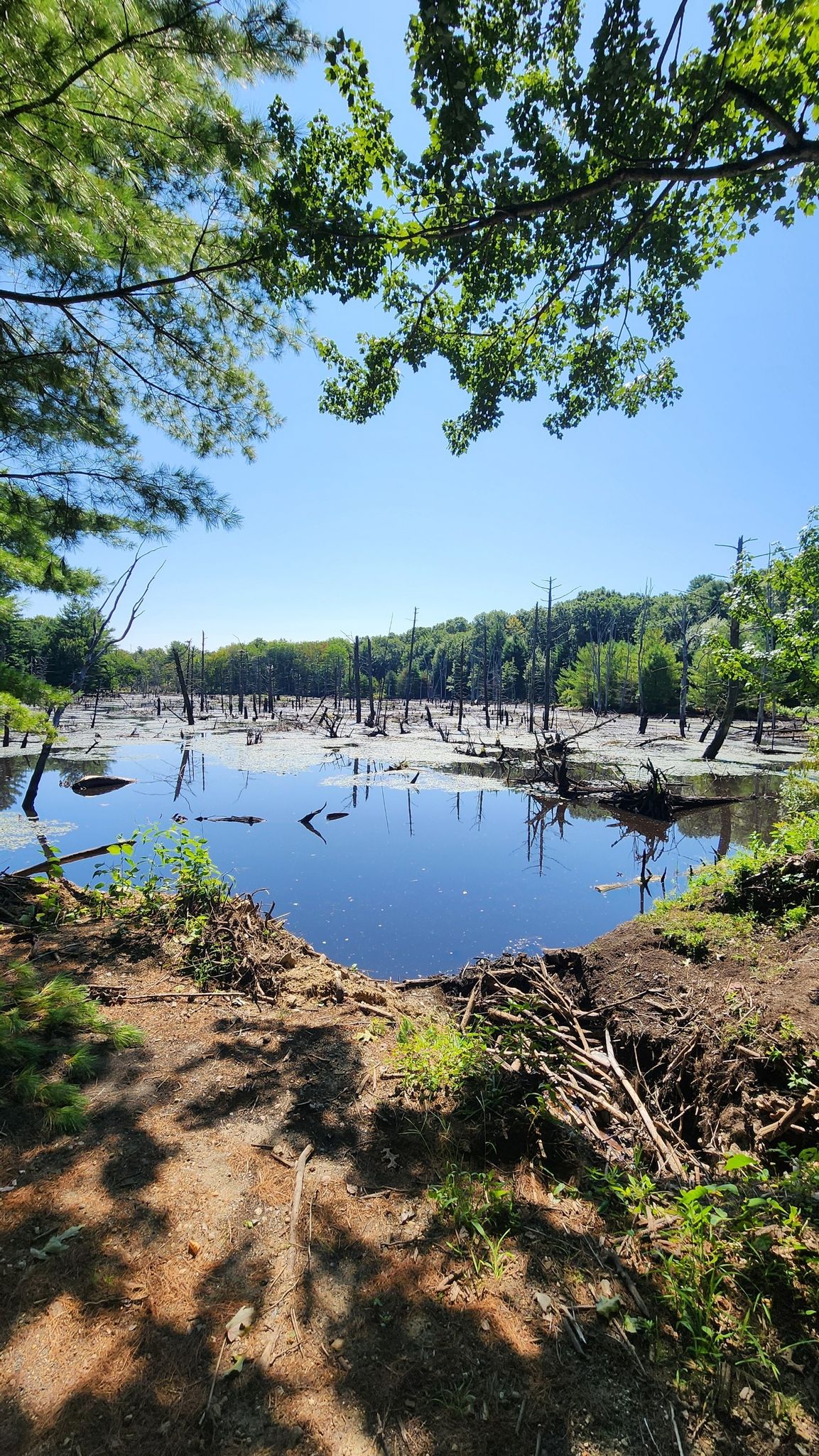 Sunny view of a swampy pond with dead trees and reflections. - Mansfield Hollow Lake – Mansfield Hollow State Park loop from Mansfield