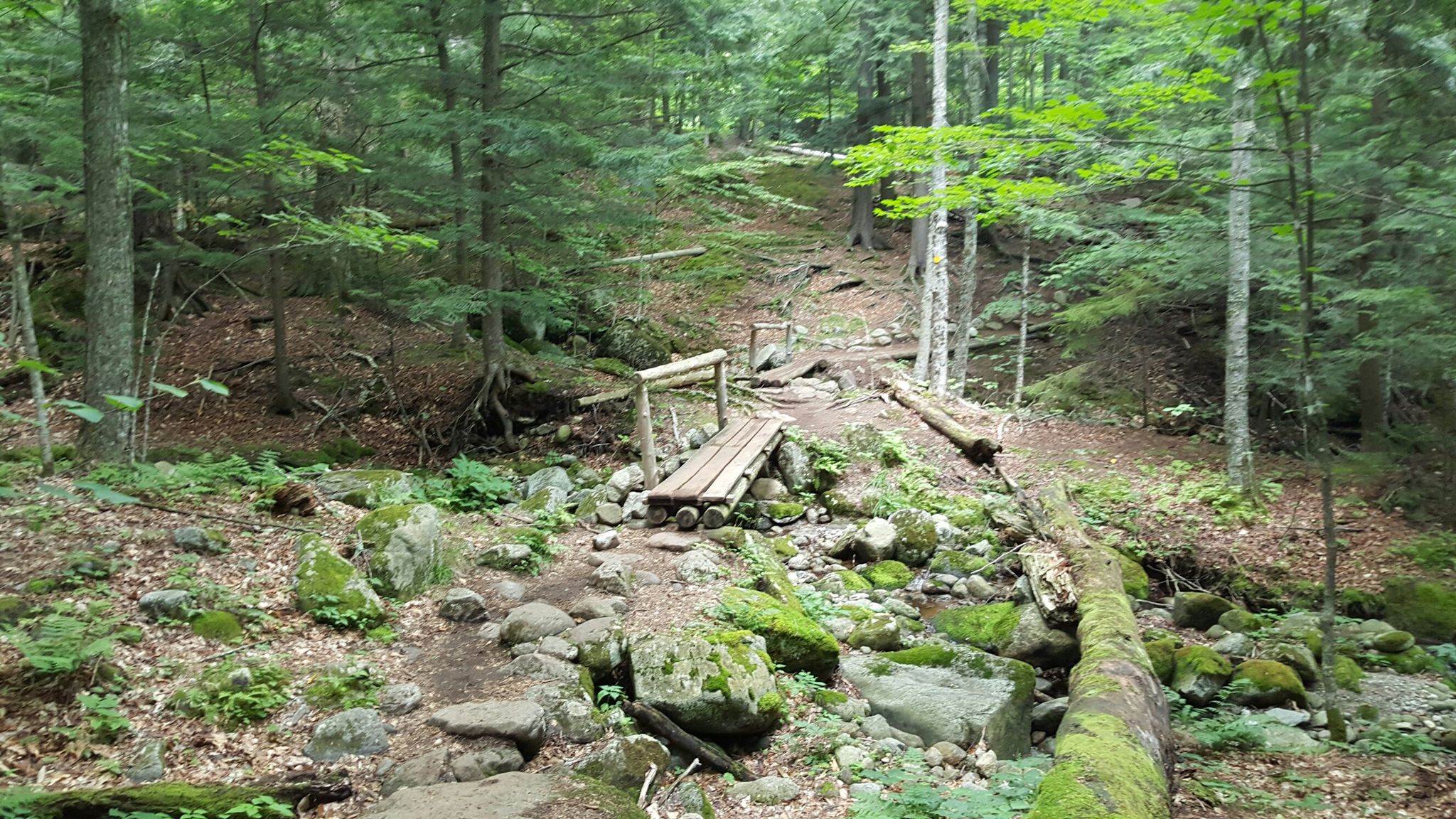 Small wooden bridge over a rocky stream in a green forest. - Phelps Trail