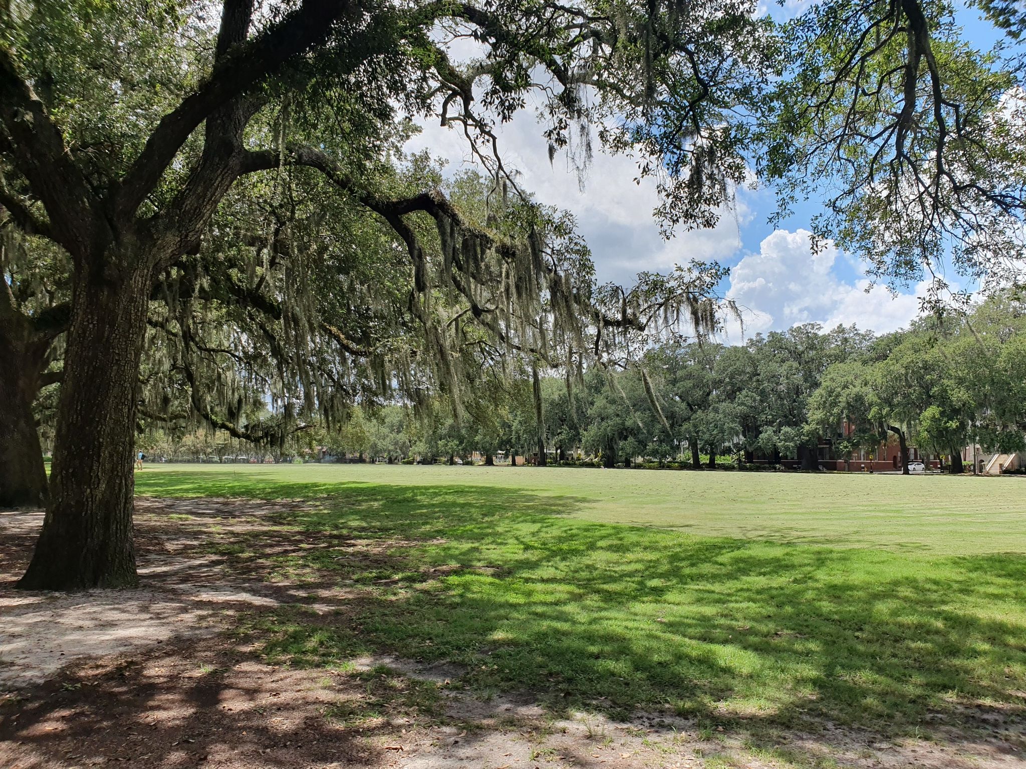 Sunny park with large moss-draped trees beside a wide green field. - Daffin & Forsyth Park loop