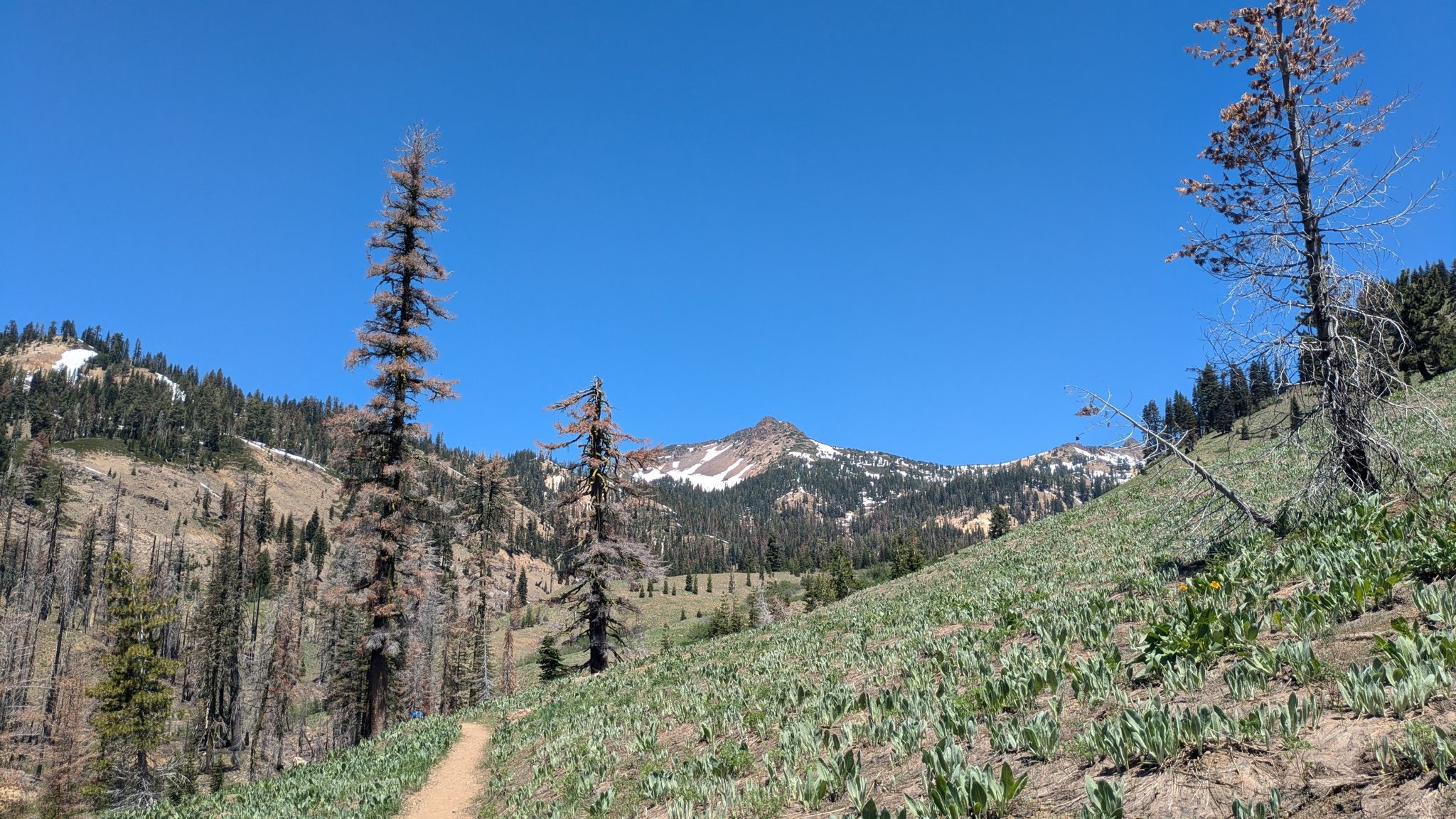 A dirt trail winds up a green hillside towards a distant snow-capped peak. - Mill Creek Falls Trail