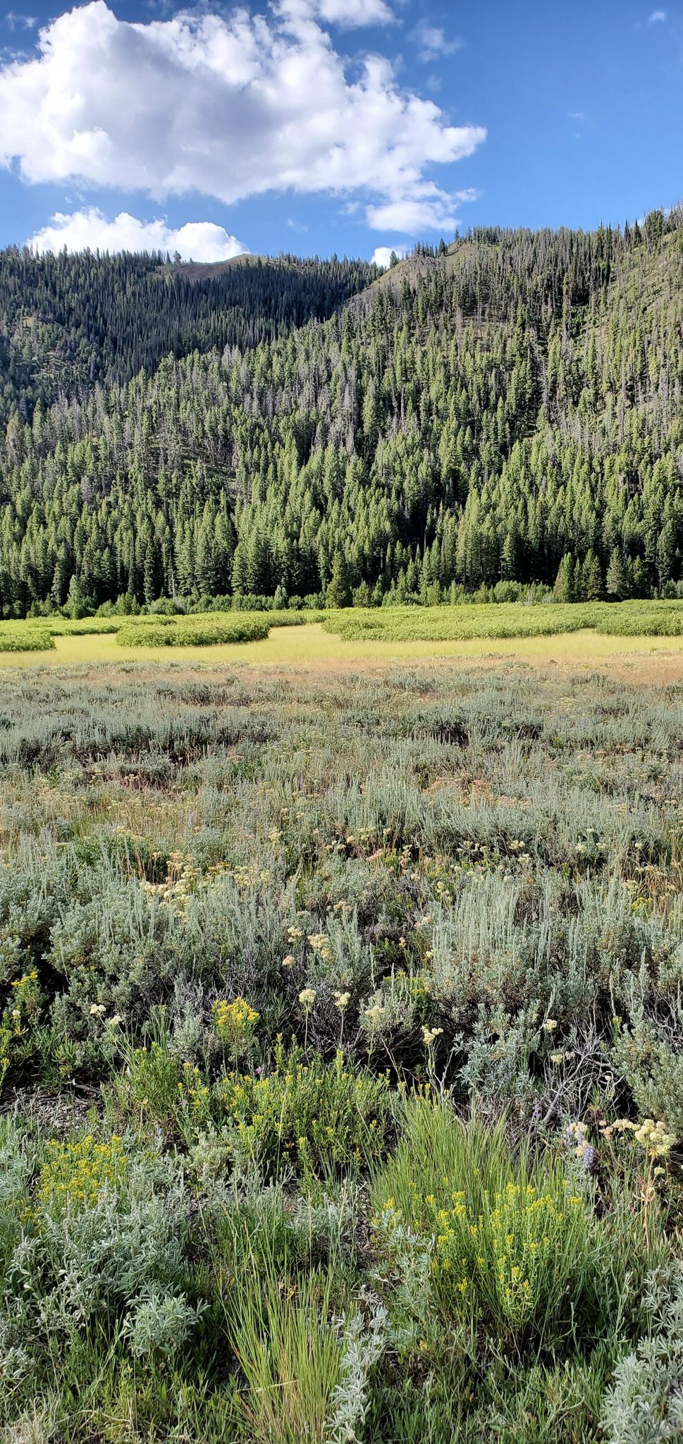 A vast meadow with green and brown grasses, backed by a dense forest. - Wood River Campground – Harriman Trail loop from Murdock Trailhead