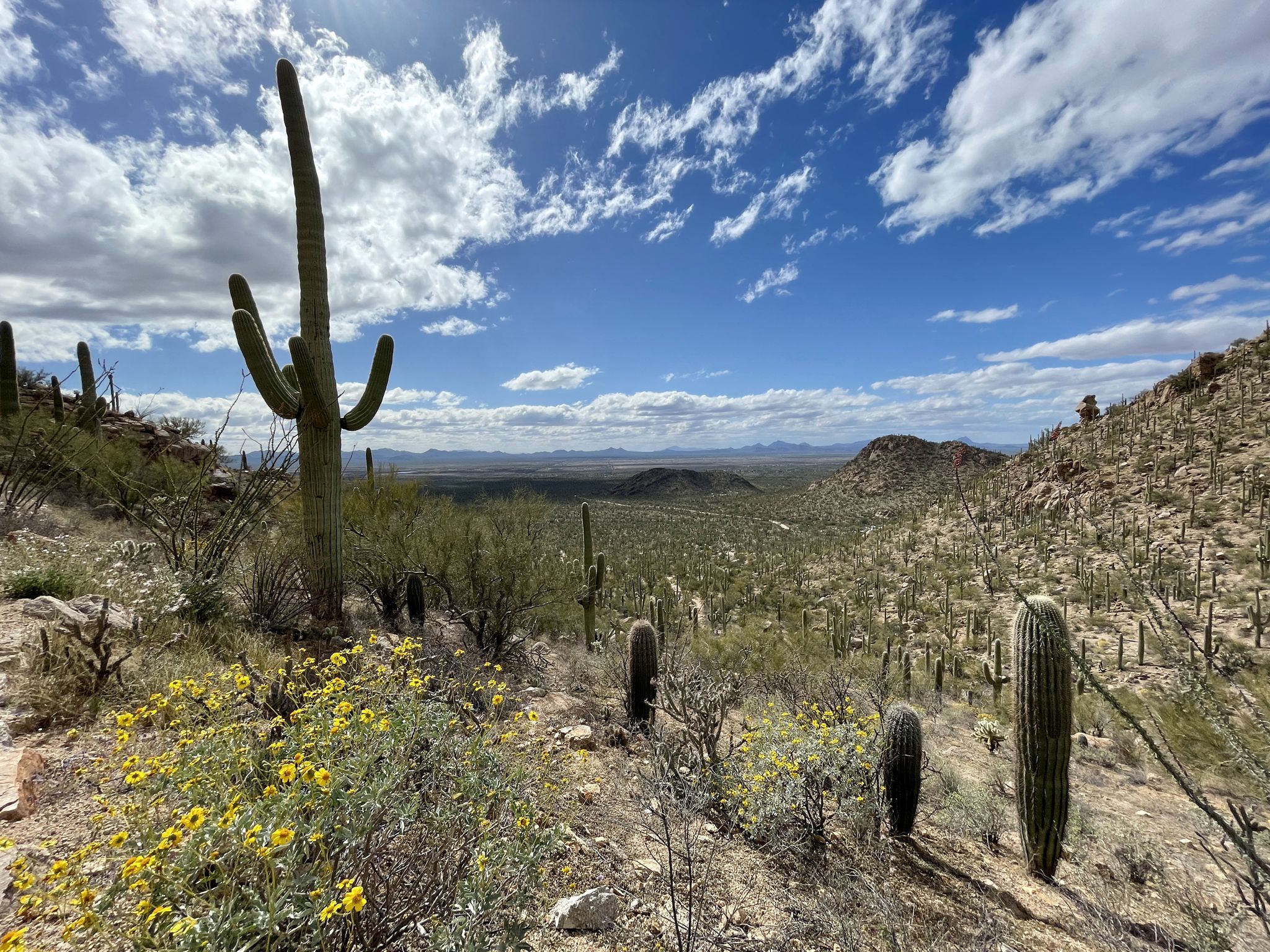 Sunny desert landscape with saguaro cacti, yellow flowers, and distant mountains. - Views on the Hugh Norris Trail – Wasson Peak loop from Apache Peak