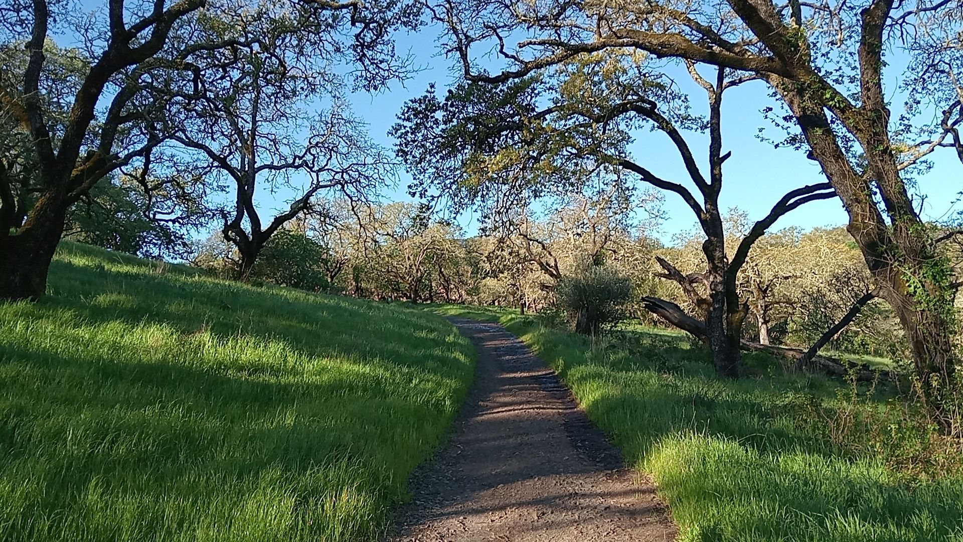 A dirt path through a grassy, tree-lined landscape with long shadows. - Lake Marie – Skyline Ridge Trail loop from Napa State Hospital