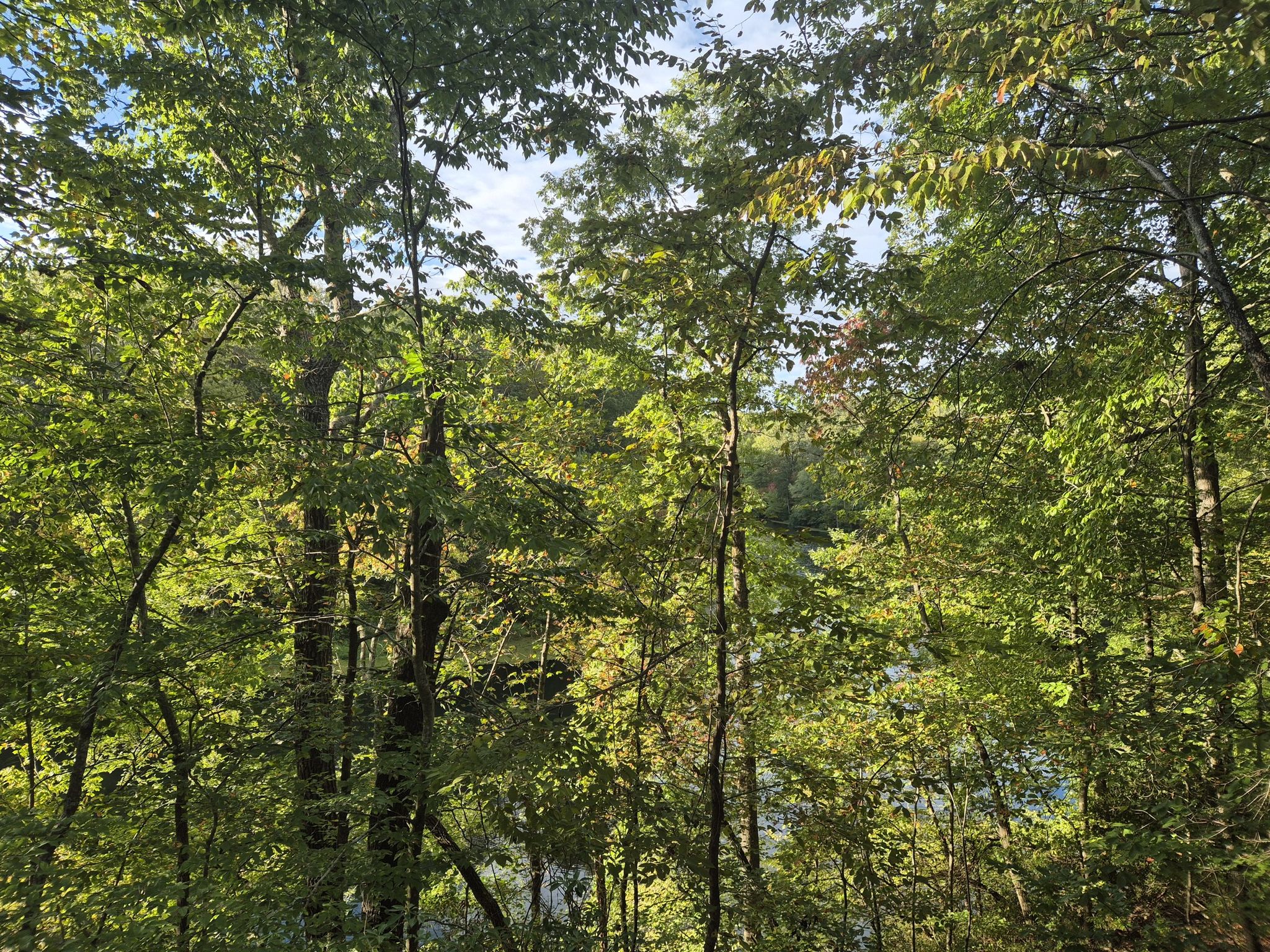 Dense green forest canopy with sunlight filtering through, revealing water below. - Hiking loop from Manchester