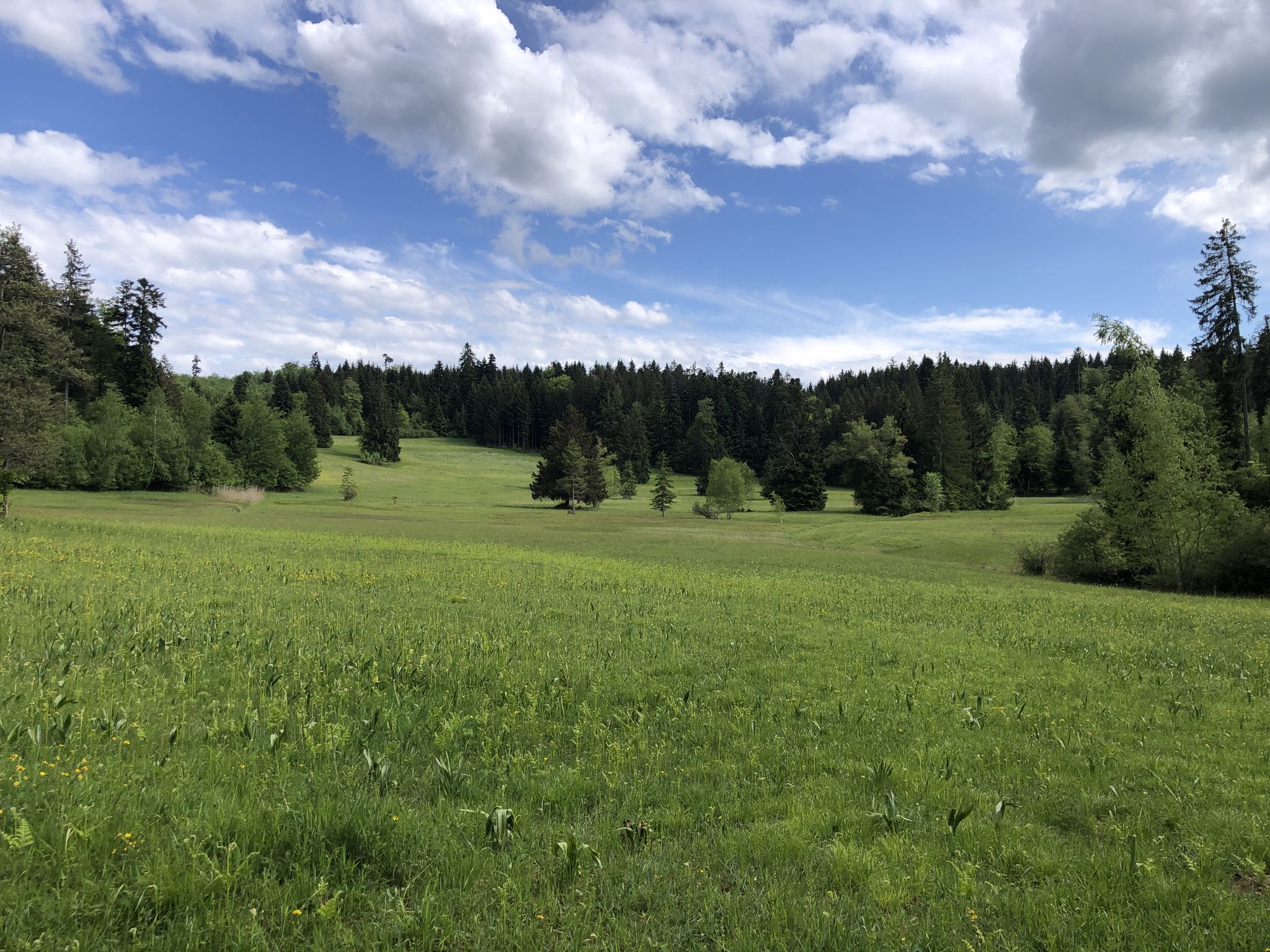 das Grabenriet