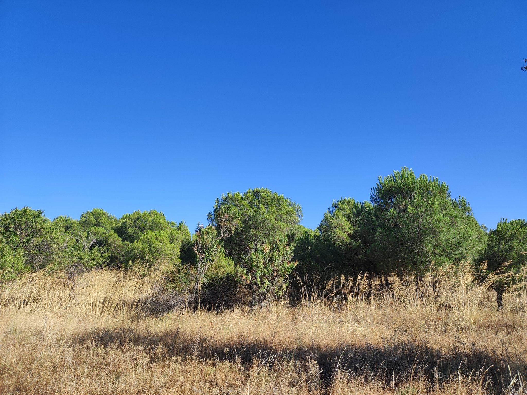 Los pinos de Mariano