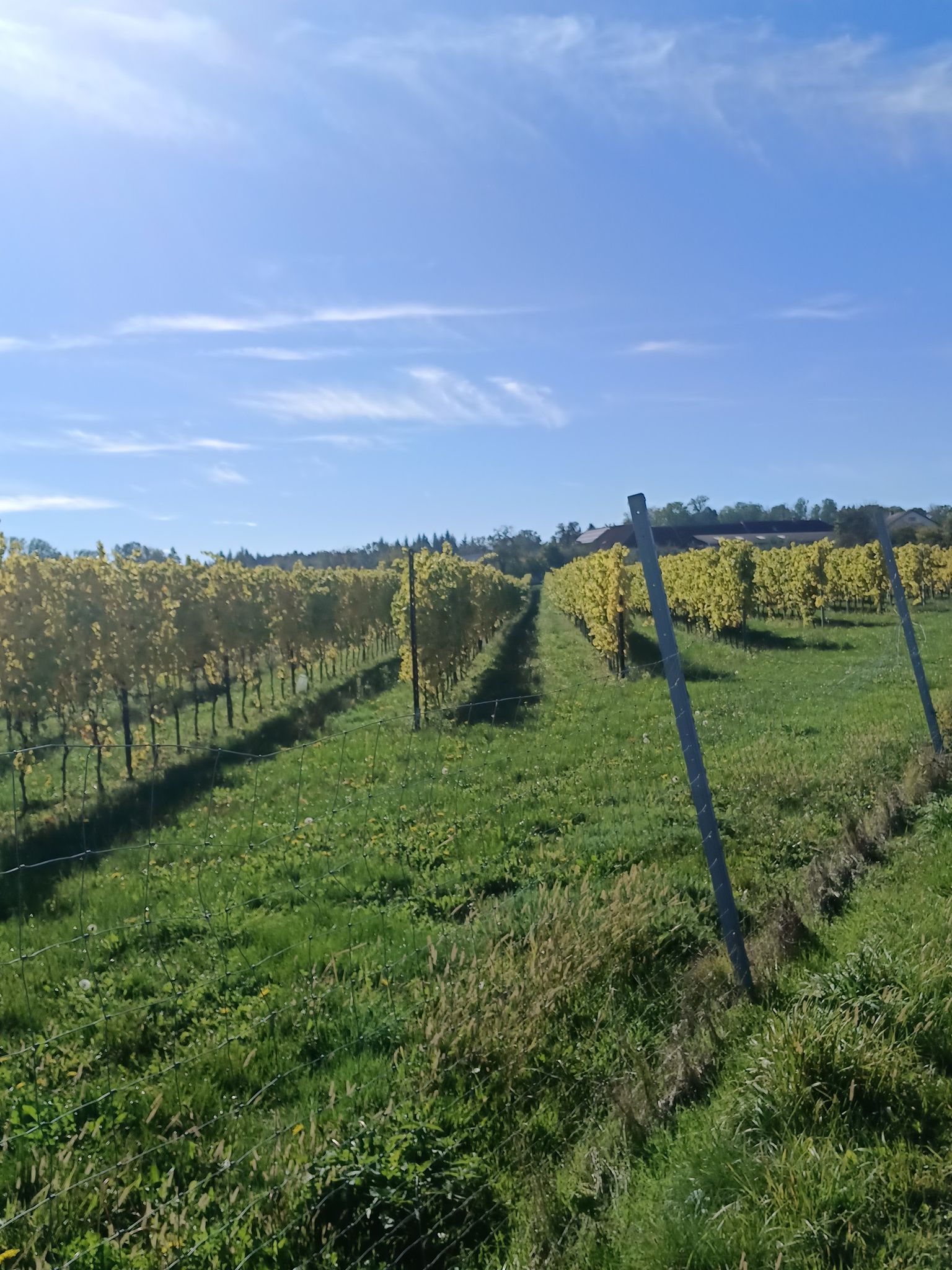 Weingärten
