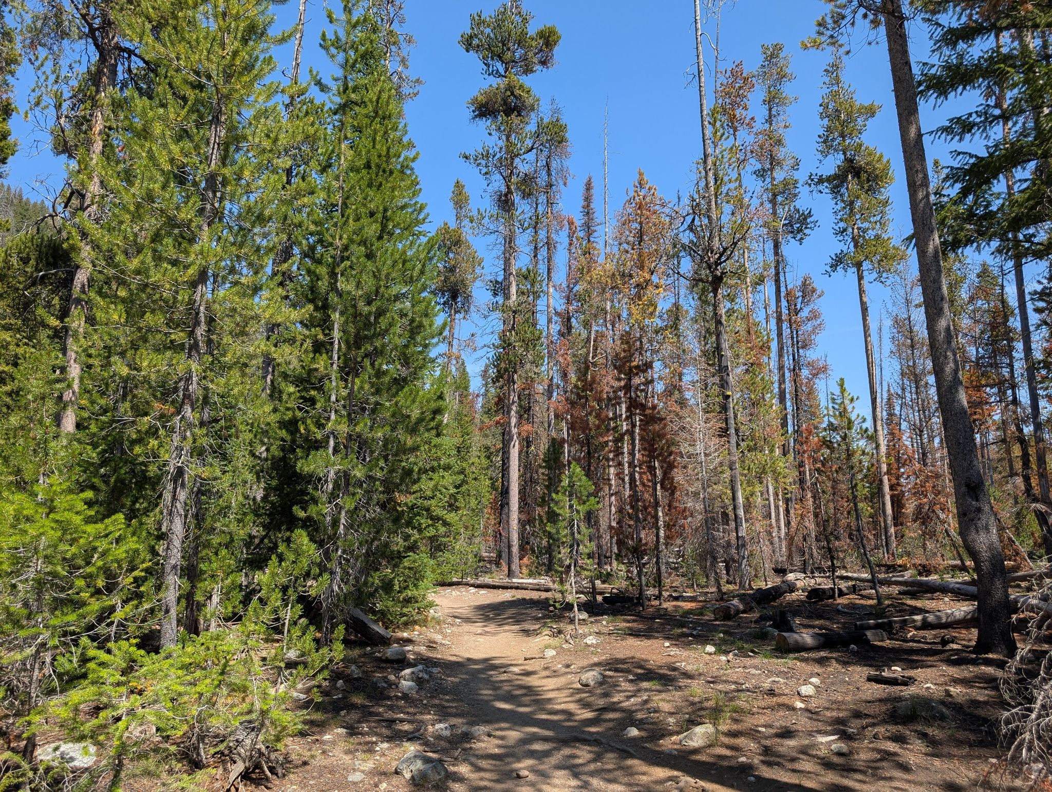 A dirt path winds through a forest of green and burnt pine trees. - Iron Creek-Stanley Lake Trail