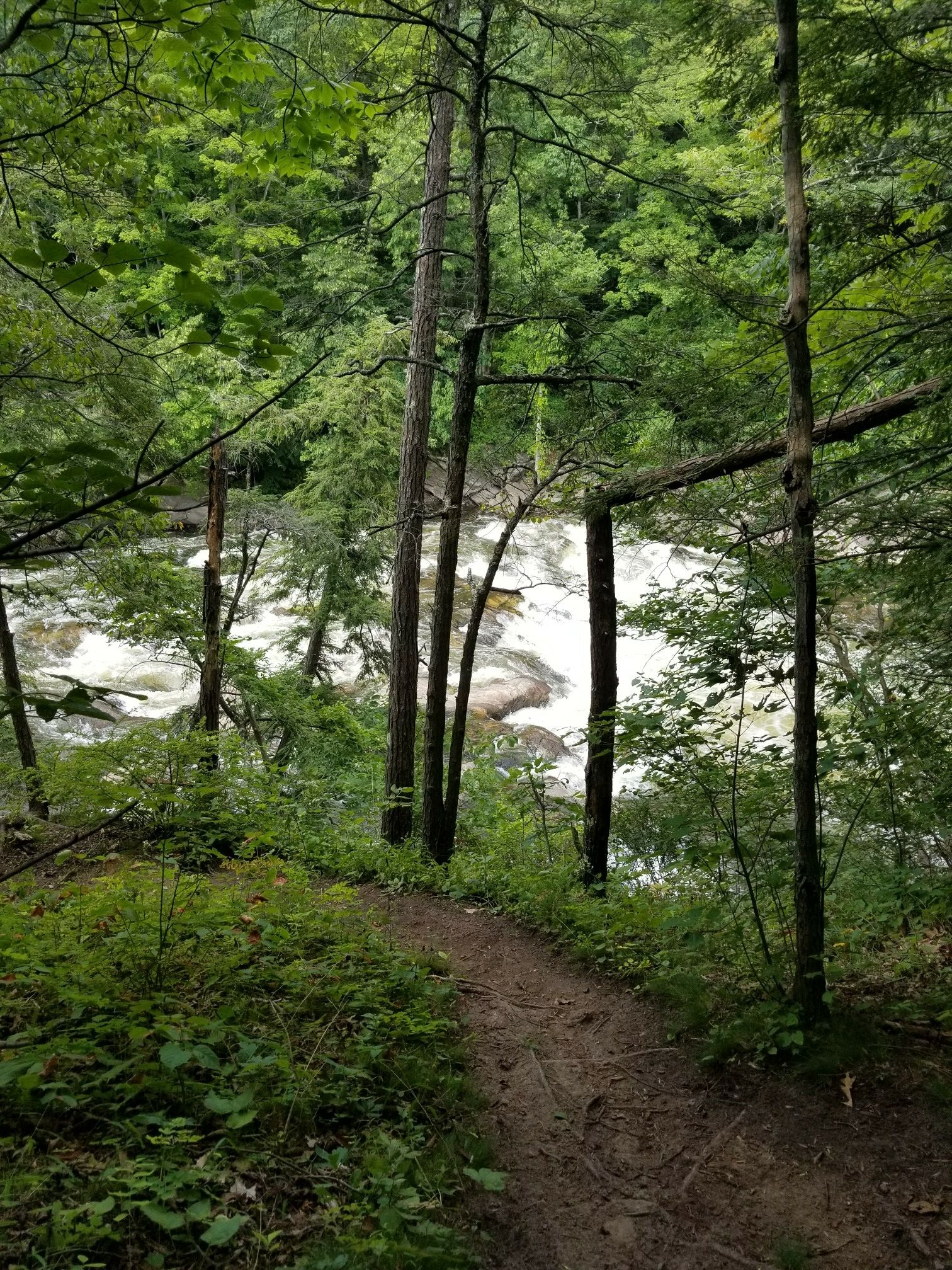 A narrow dirt trail winding through a lush green forest towards a river. - Appalachian Trail: Bull's Bridge to Ten Mile Hill