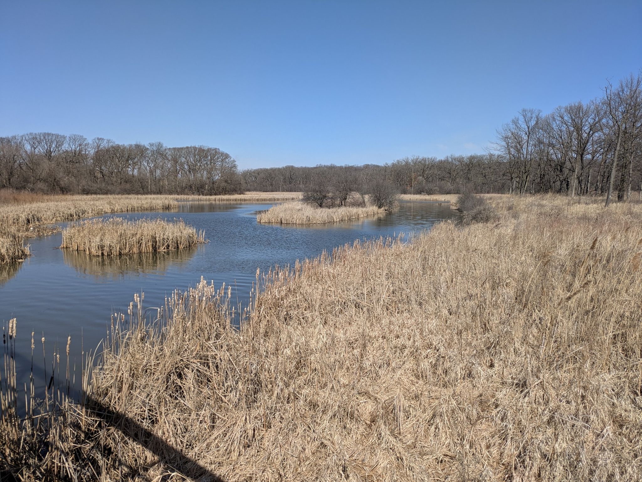 Sunny marsh with brown reeds and calm water, bare trees in background. - Bridge over Salt Creek – Busse Woods Paved Trail loop from Woodfield Mall