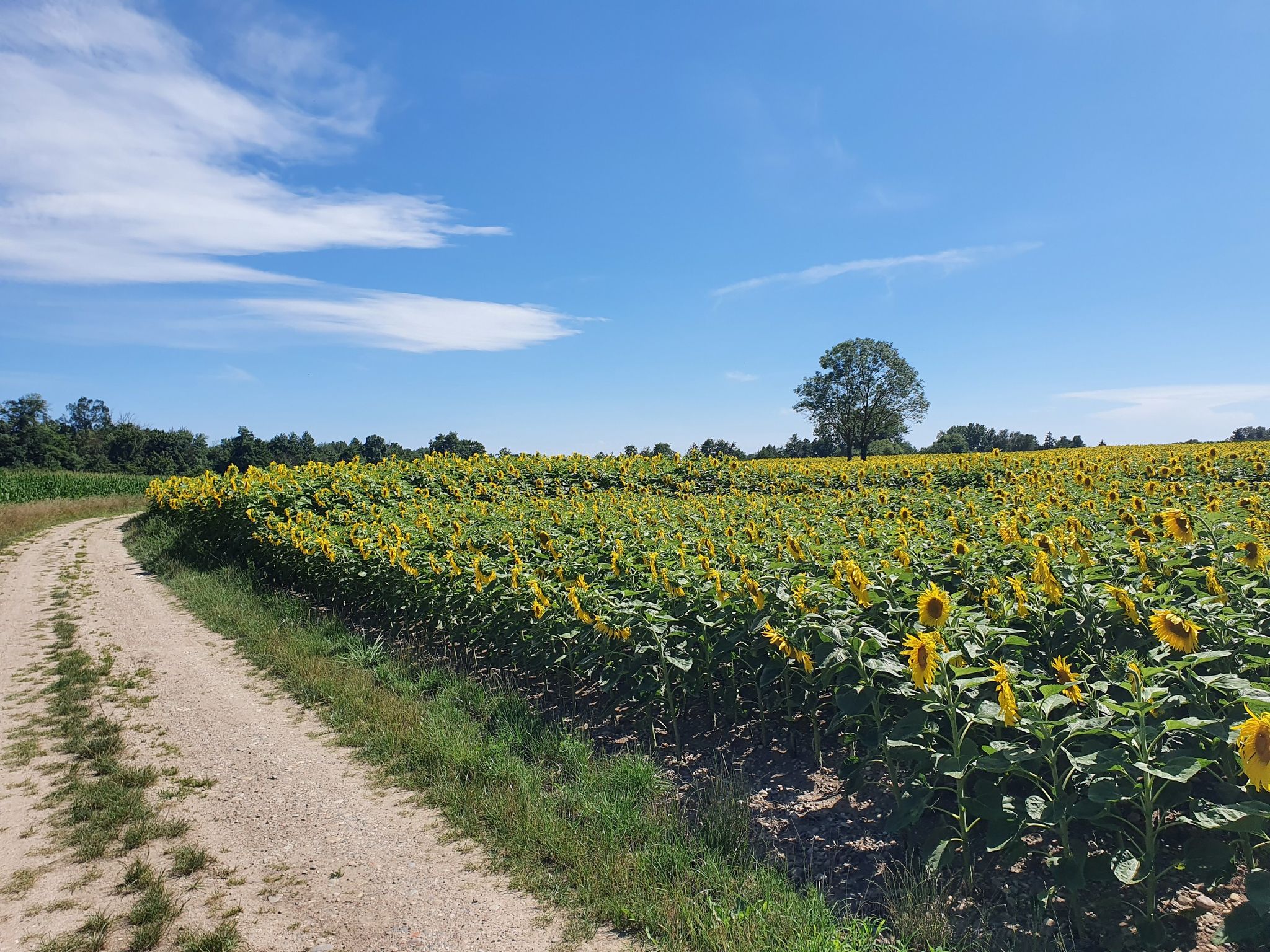 tournesol