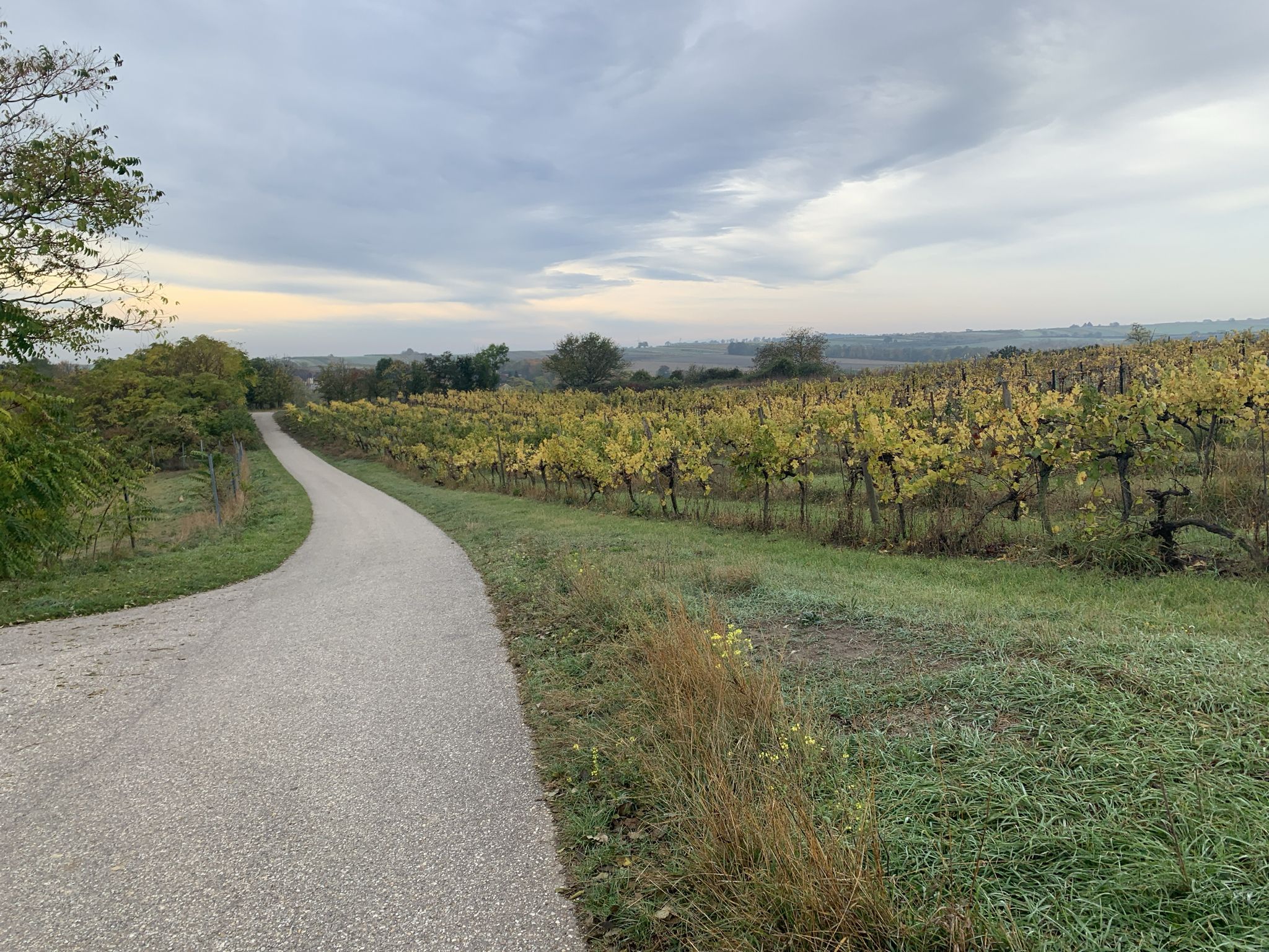 Weinhügel bei Bockfließ