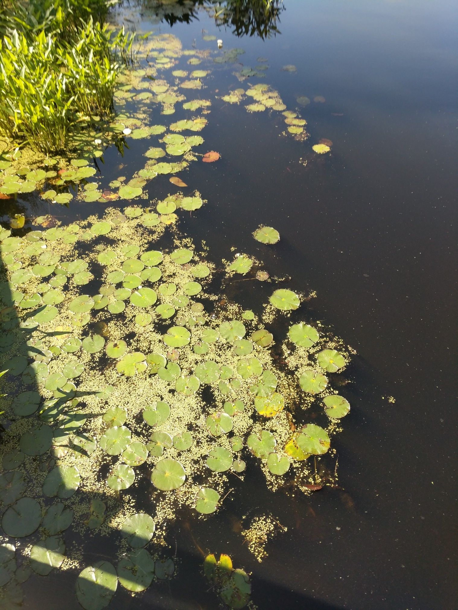 Green lily pads and aquatic plants float on dark, sunlit water. - Broadmoor Wildlife Sanctuary Trails