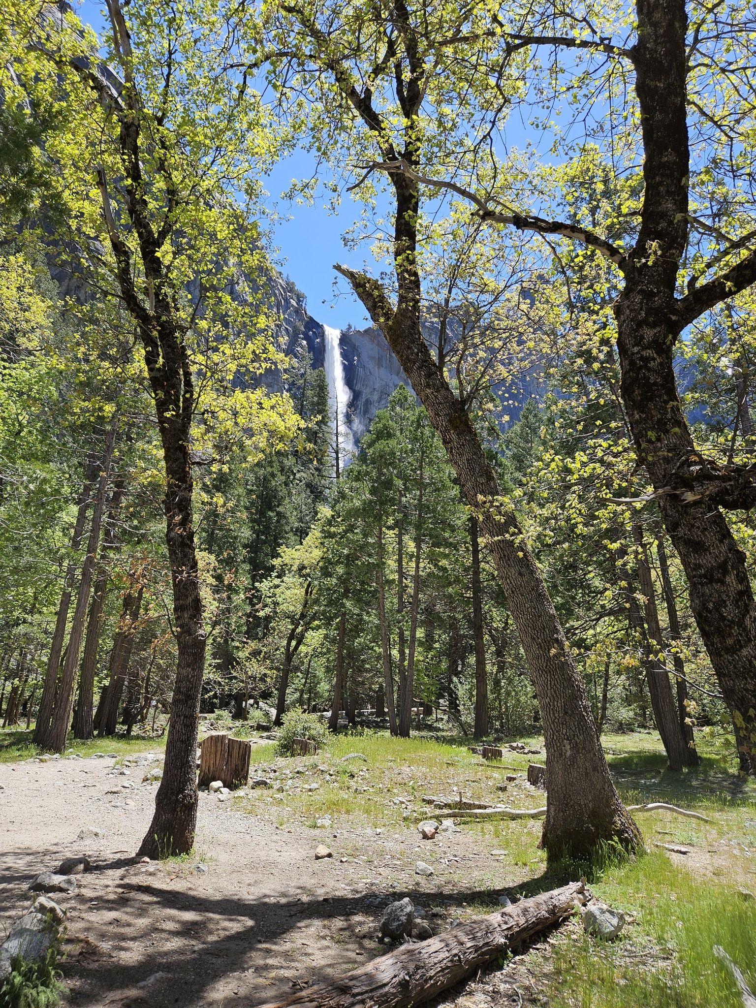 Waterfall visible through sunlit trees in a forest clearing on a bright day. - Bridalveil Fall Trail