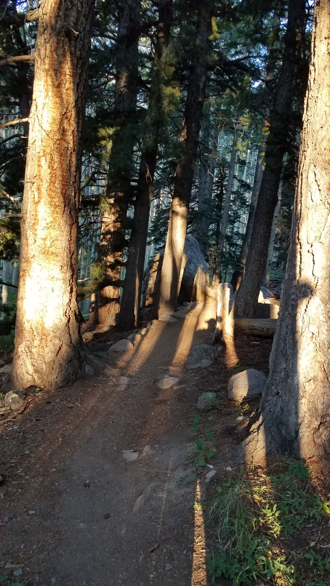 Sunbeams illuminate a dirt path through a dense, tall tree forest. - Inner Basin Trail