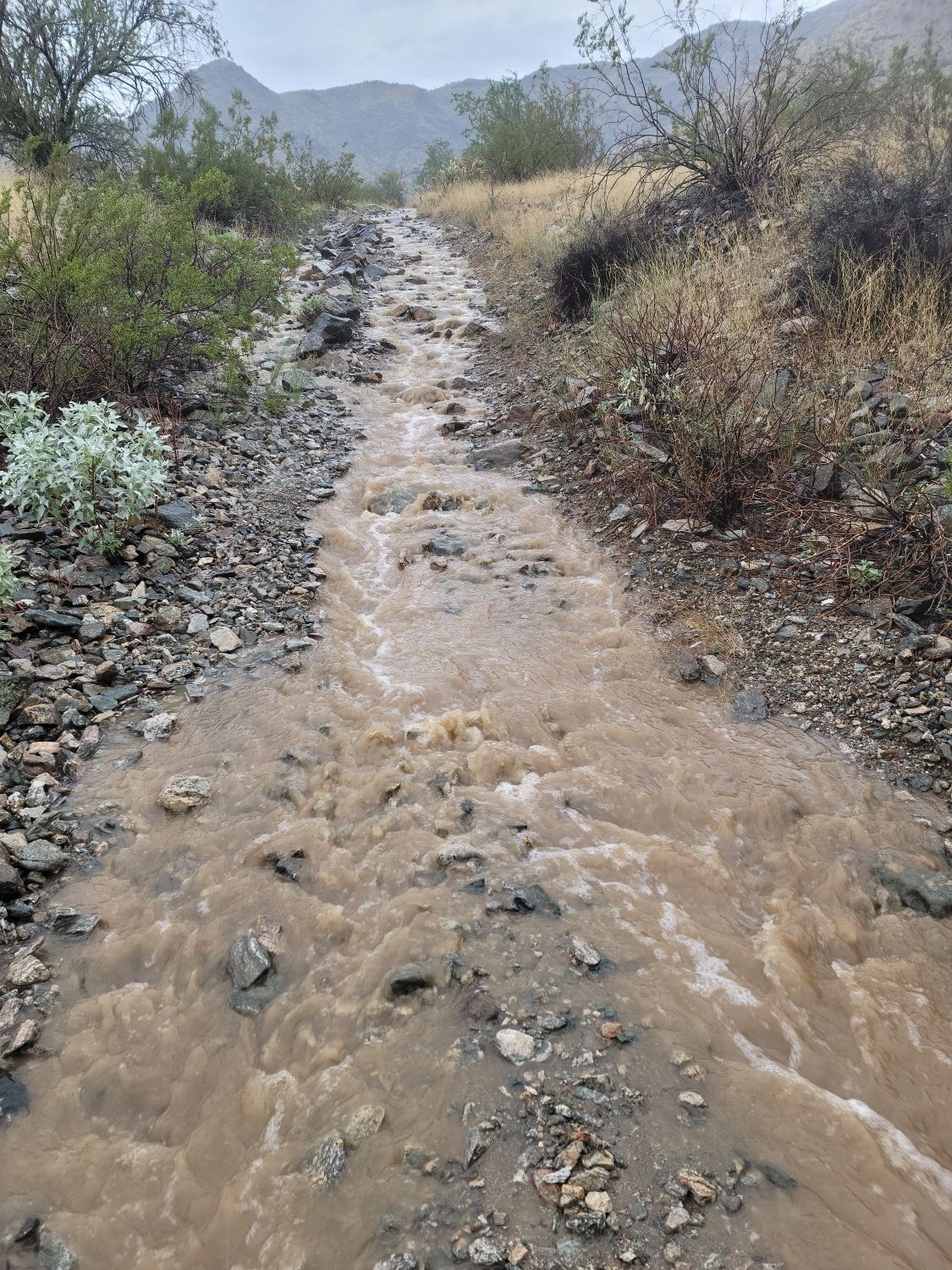 Rushing muddy water flows down a rocky desert path with sparse vegetation. - Goat Mountain via Pyramid, National and Lost Ranch Mine Loop