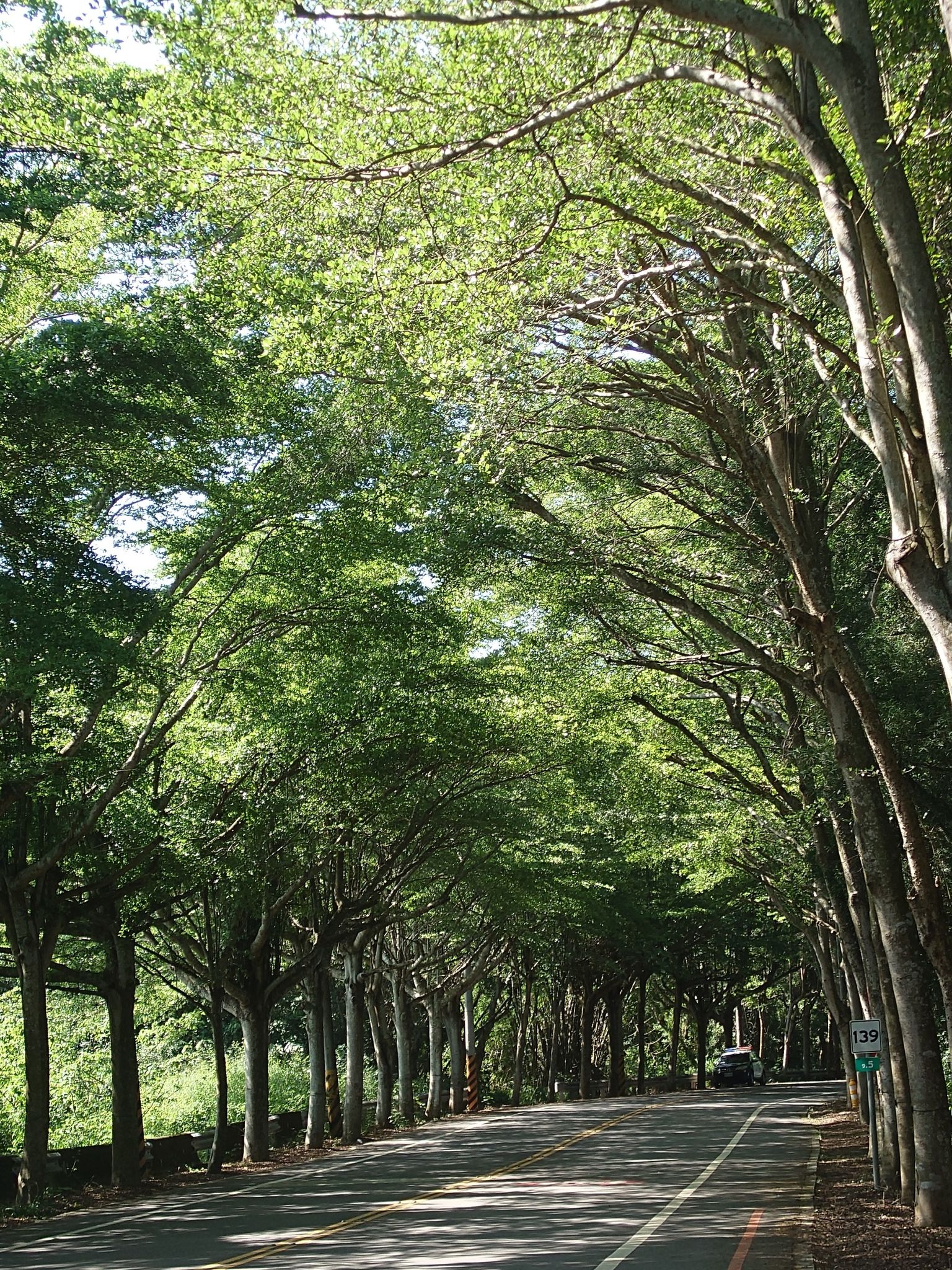 彰化中央公路綠色隧道(彰139)