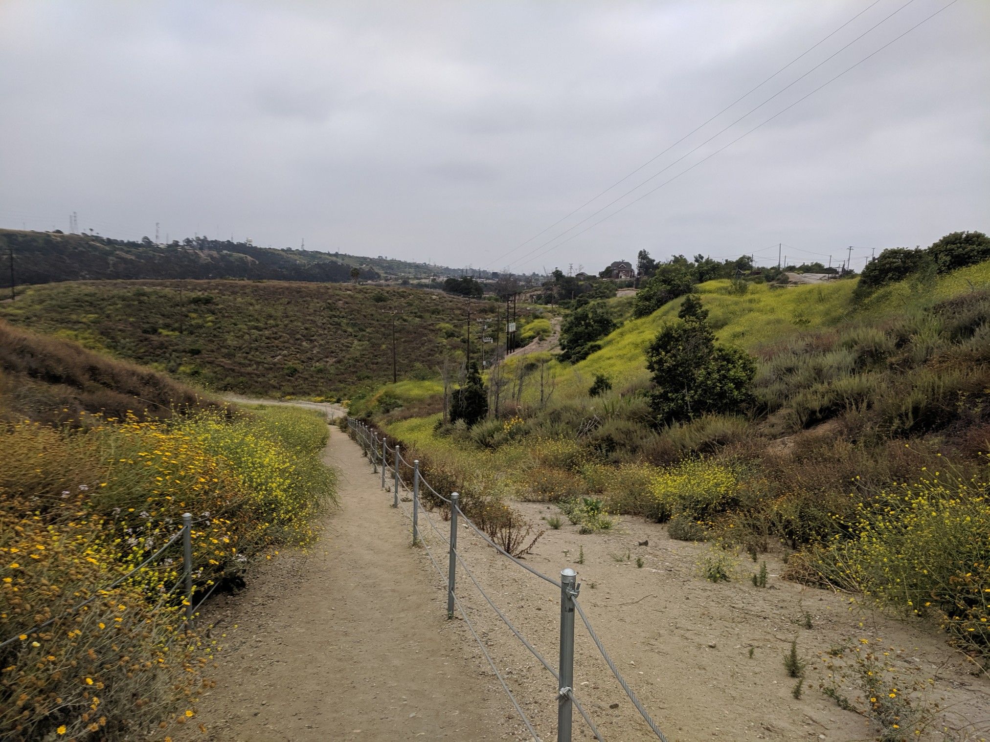 Dirt path winding through hills with yellow wildflowers under an overcast sky. - City Hike LA
