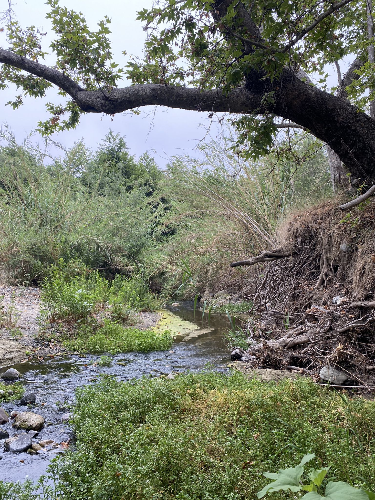 Overcast view of a narrow stream flowing through dense green foliage. - O'Neill Regional Park – Waterworks Flow Trail loop from Rancho Santa Margarita