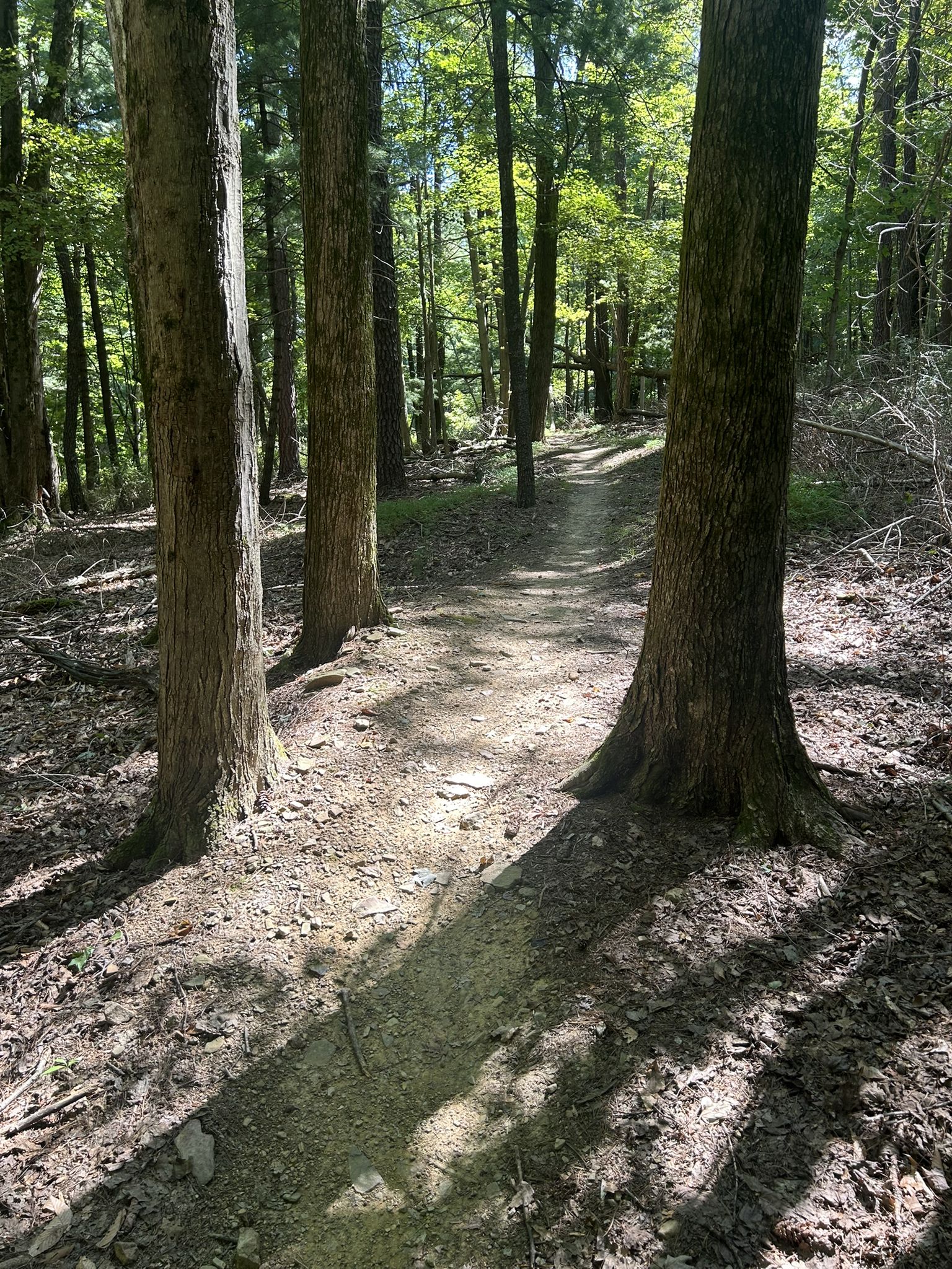 A sun-dappled dirt path winds through a dense, green forest. - Harvest Fields Community Trails