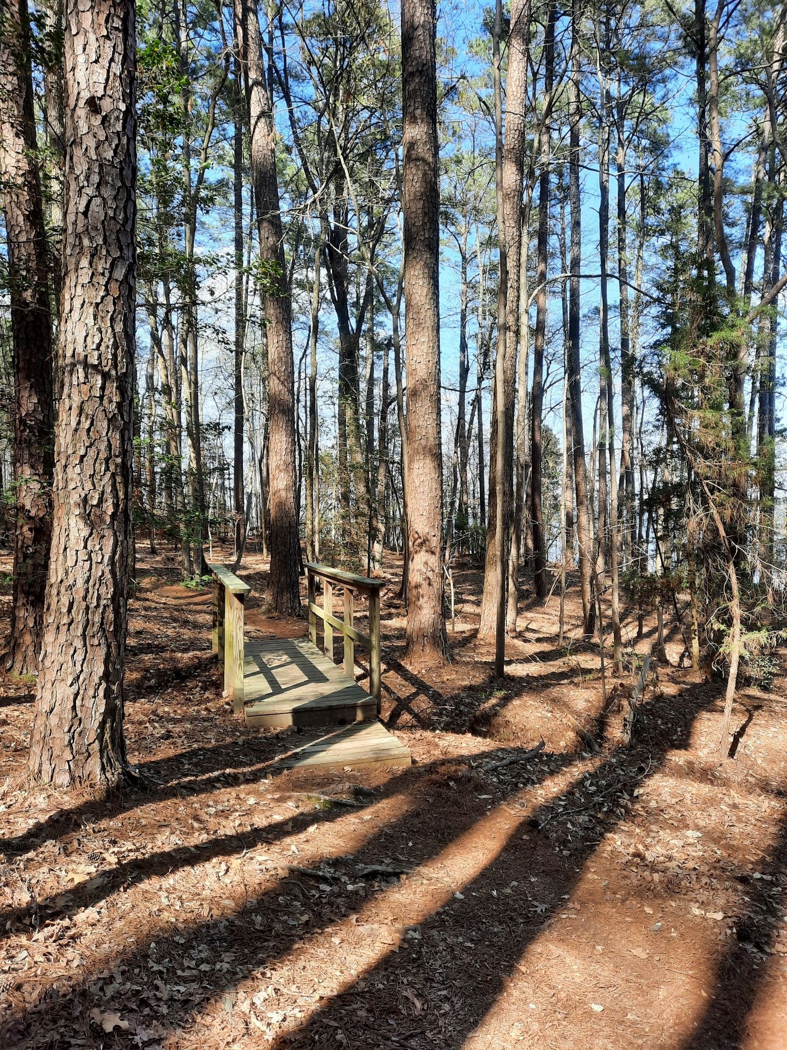 A small wooden bridge crosses a path in a sunlit pine forest. - New Hope Trail - Red Loop