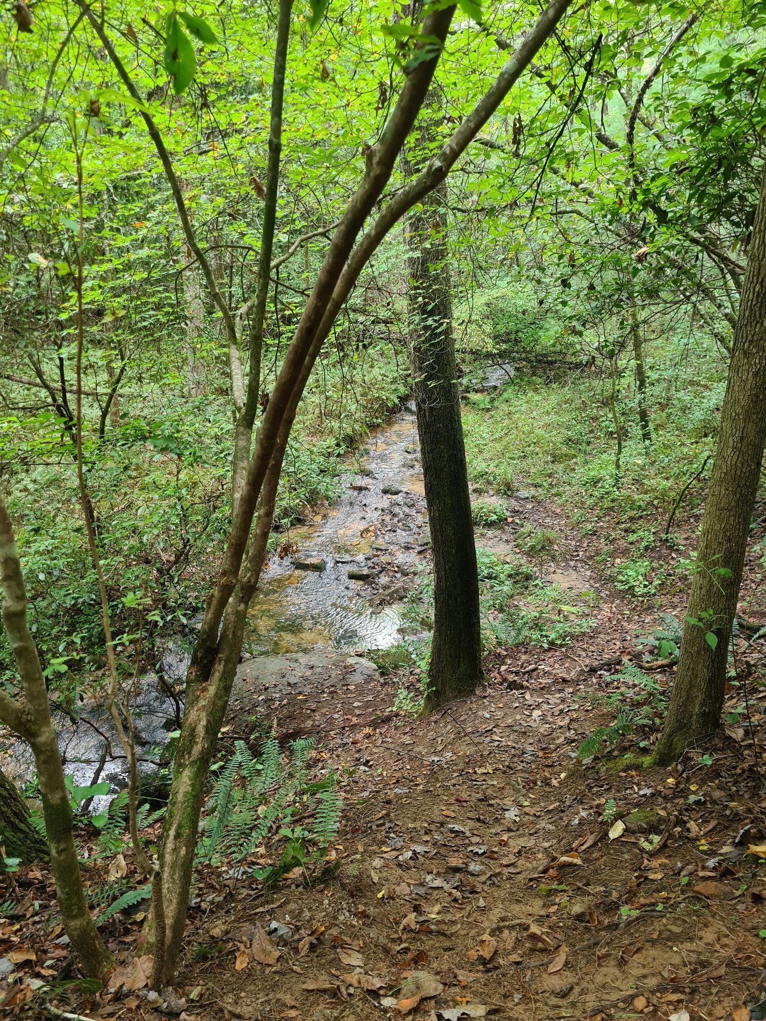 A forest path next to a small stream, surrounded by lush green foliage. - Long Branch Loop Trail