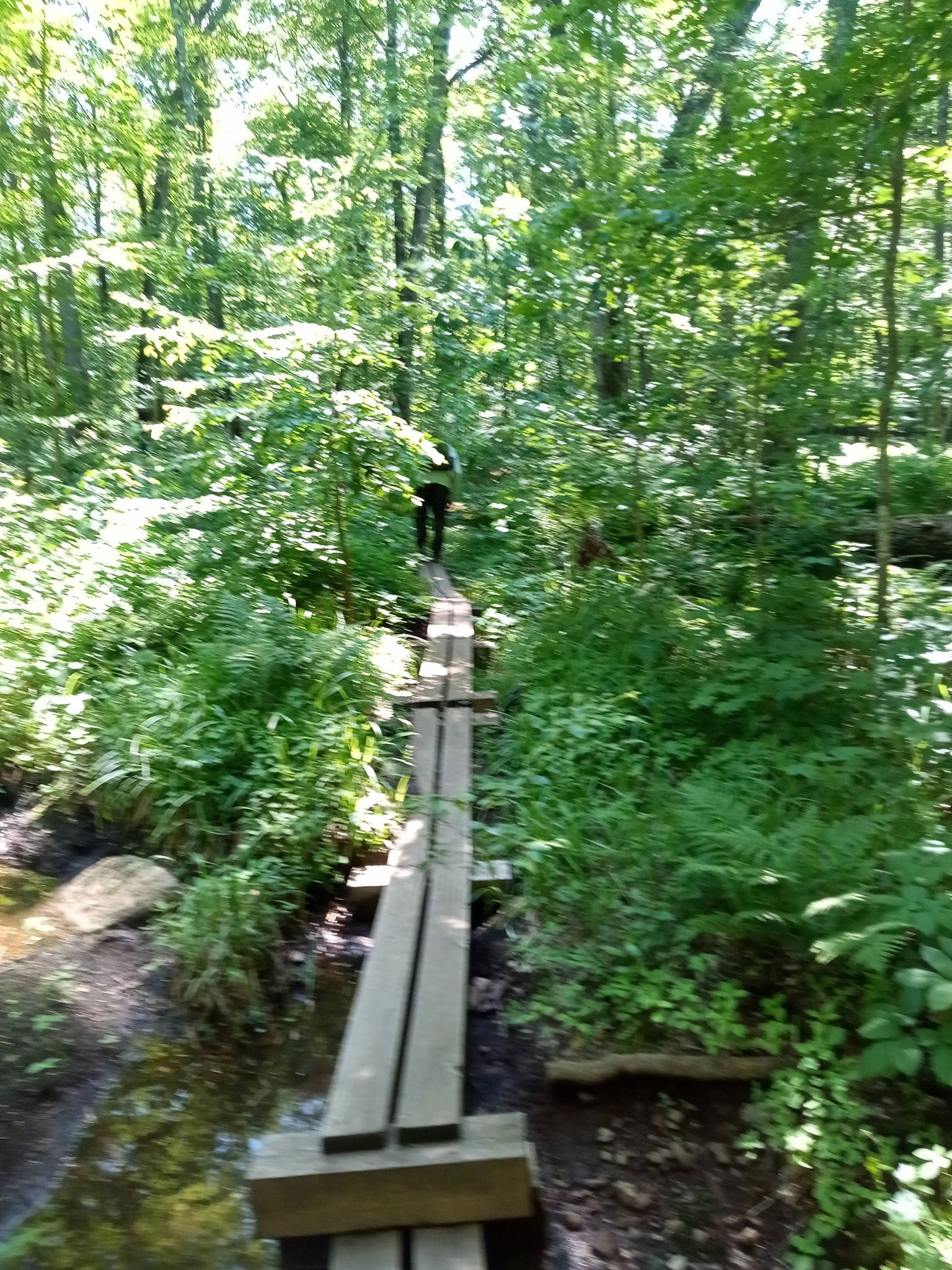 Person walks on a wooden boardwalk through a sun-dappled green forest. - Big Carp and Little Carp Loop