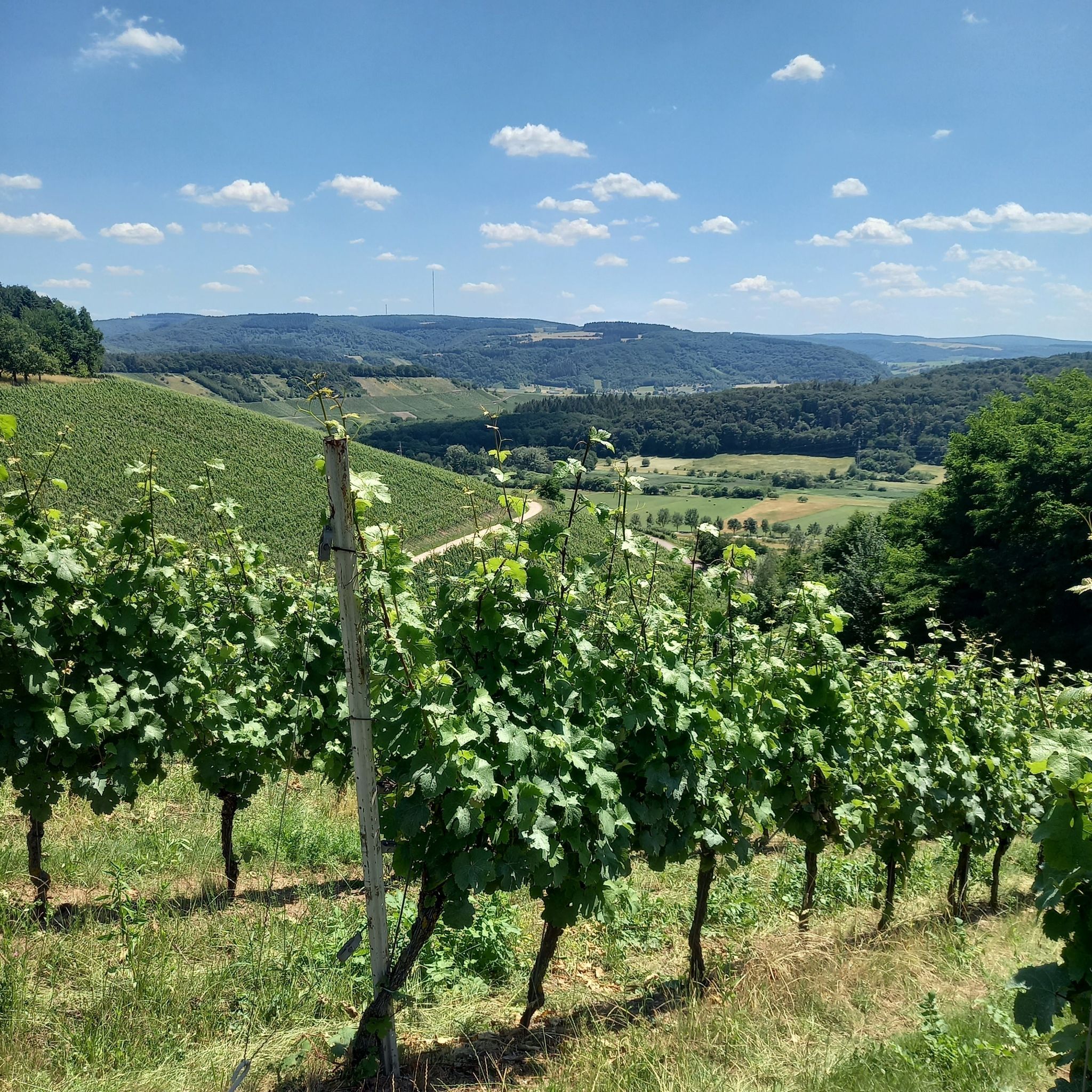 Blick ins Tal vom Saarkanal