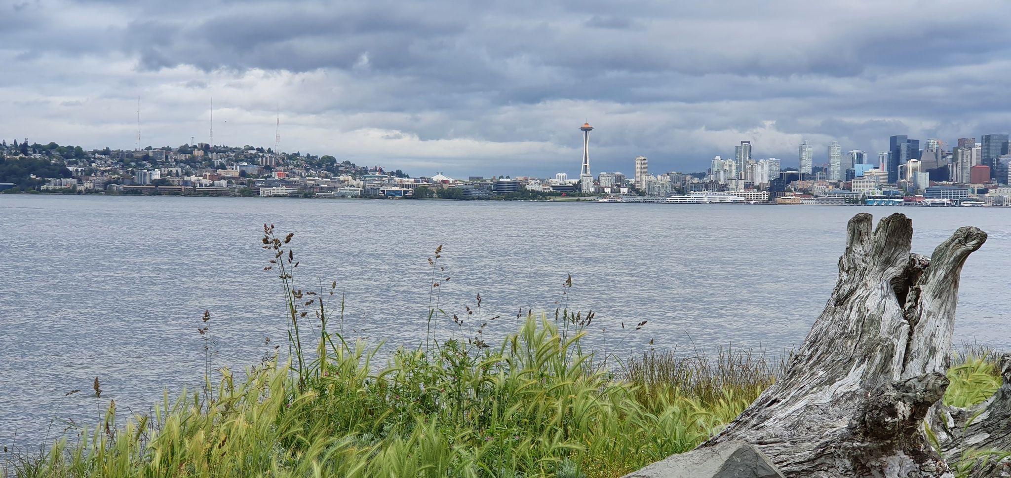 Driftwood and tall grass by water, with a distant city under cloudy skies. - Seattle: Lake Washington & Alki Trail Loop