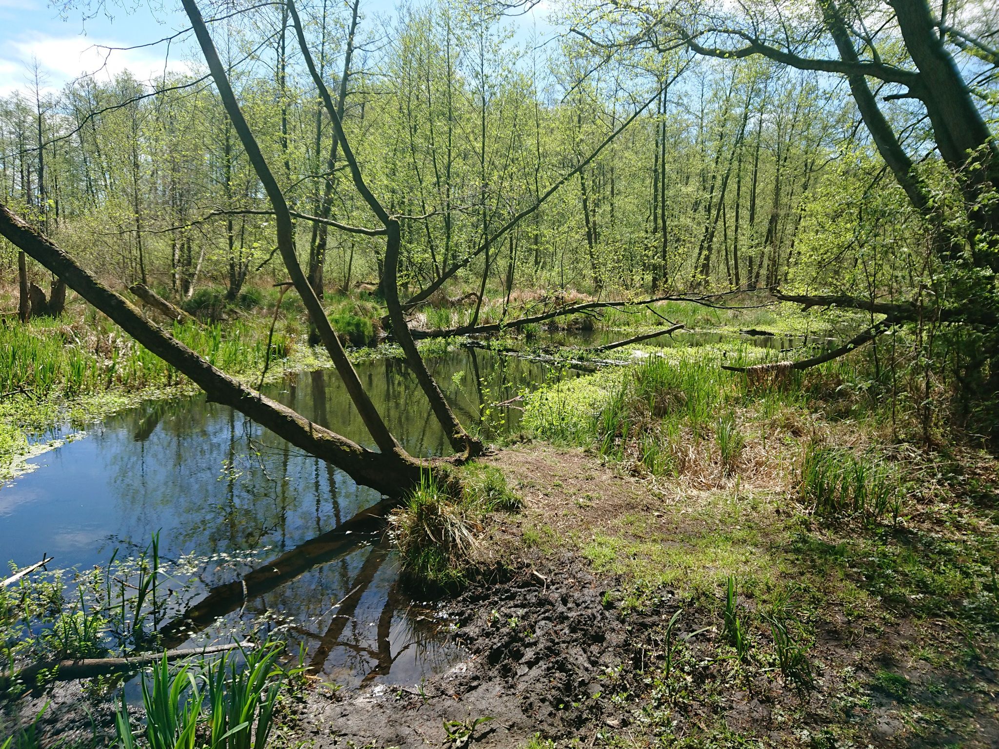 Wunderschöner Naturteich