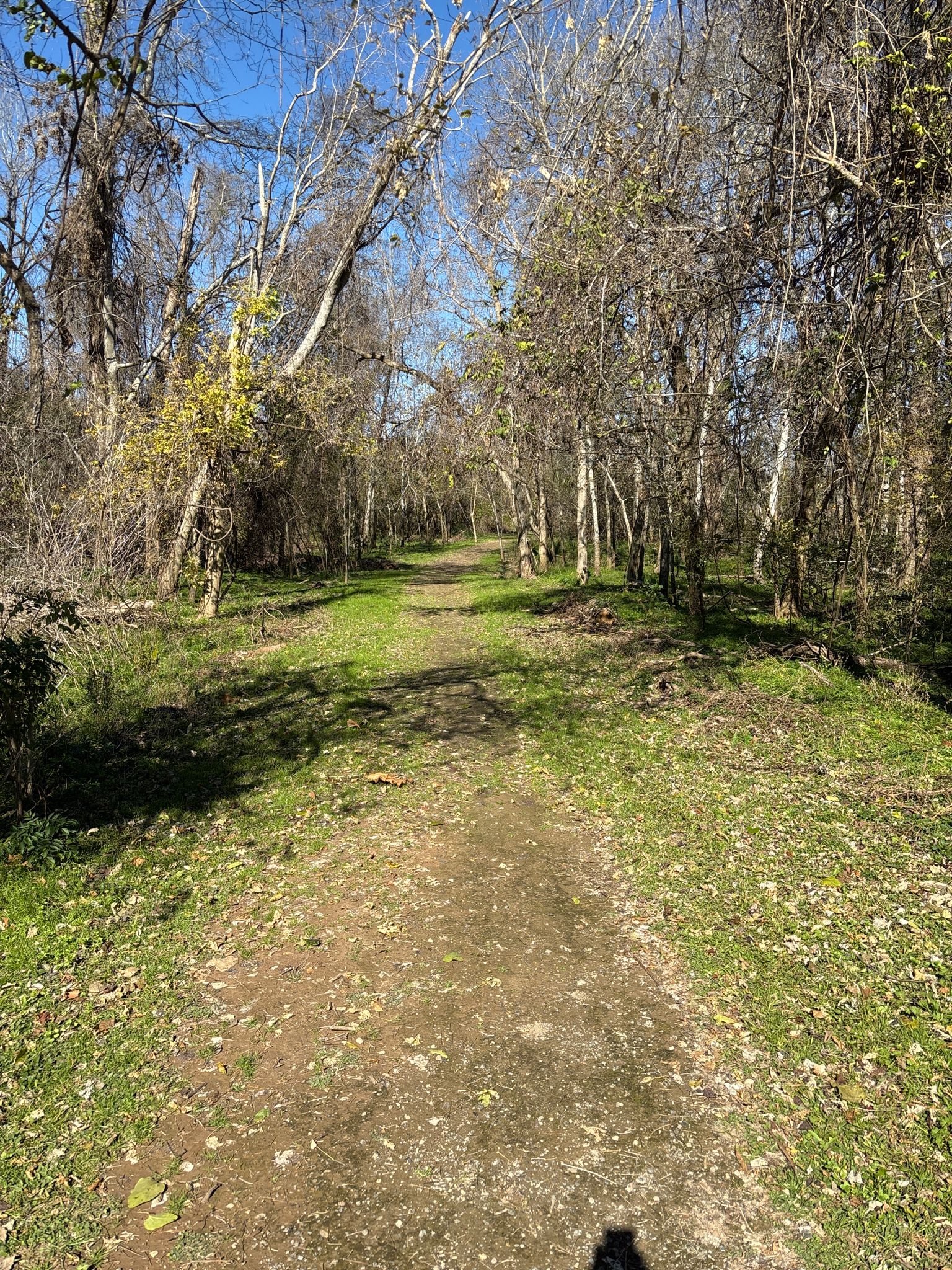 A sunny dirt path through a forest with green grass and bare trees. - Brazos River Trail Loop