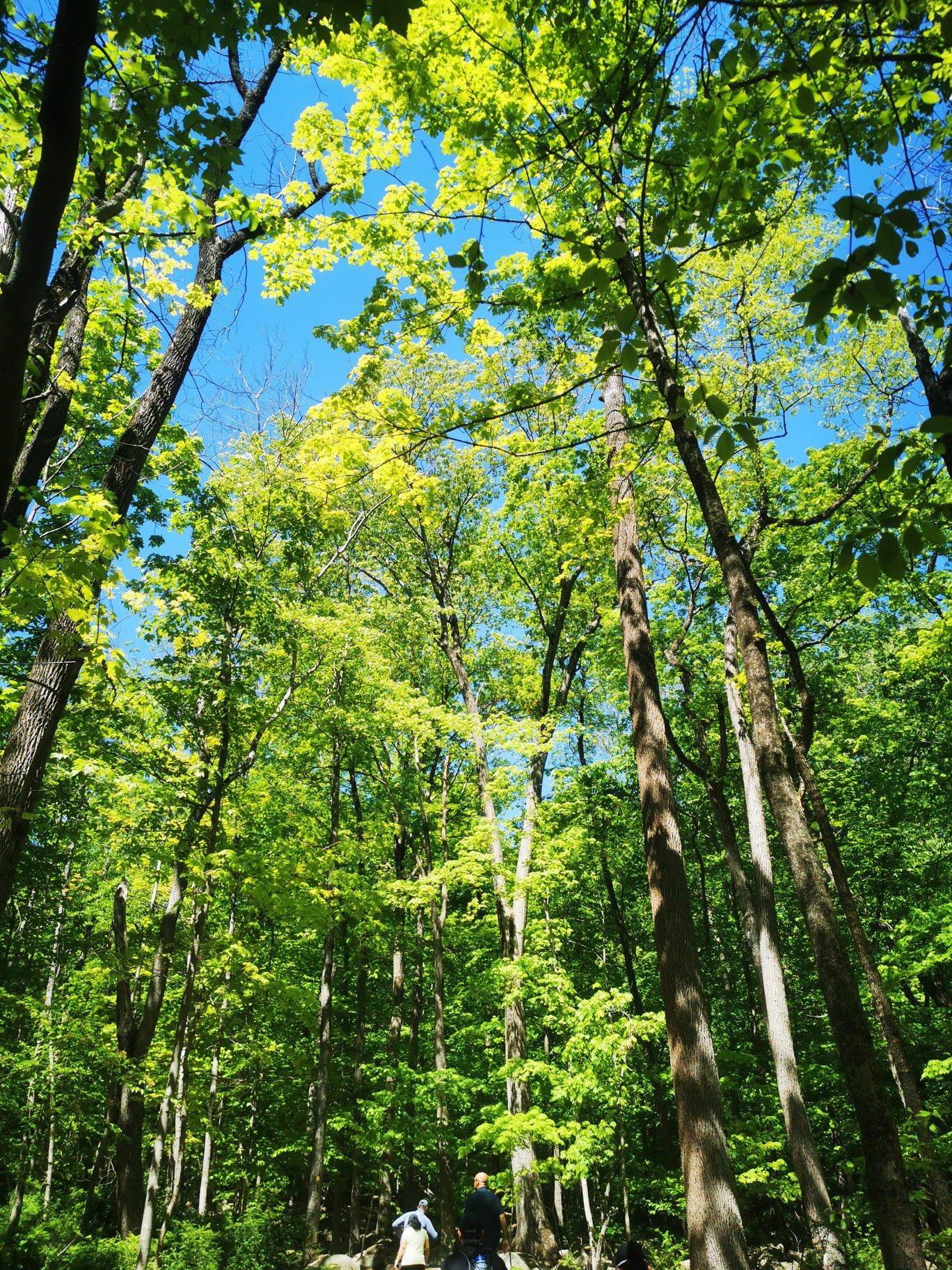 Two people look up at tall, sunlit green trees against a blue sky. - Devils Half-Acre Trail
