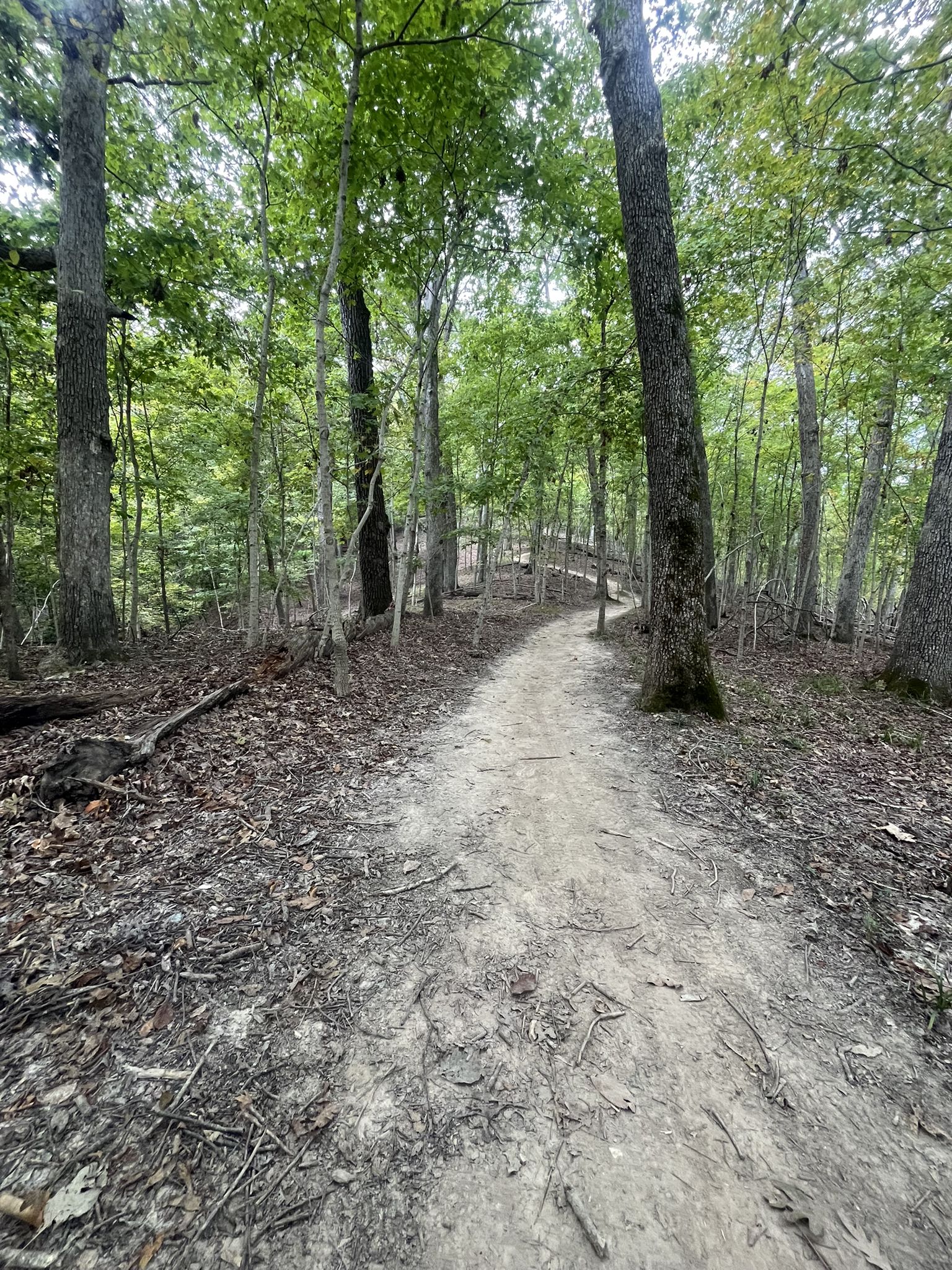A winding dirt path through a dense, green, shaded forest. - Lone Wolf Trail Loop