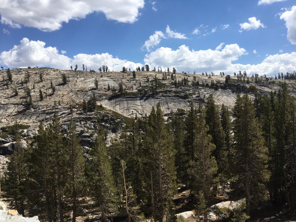 Sunny, rocky hillside covered with scattered pine trees under a blue sky. - From Tioga Pass to Olmsted Point and back