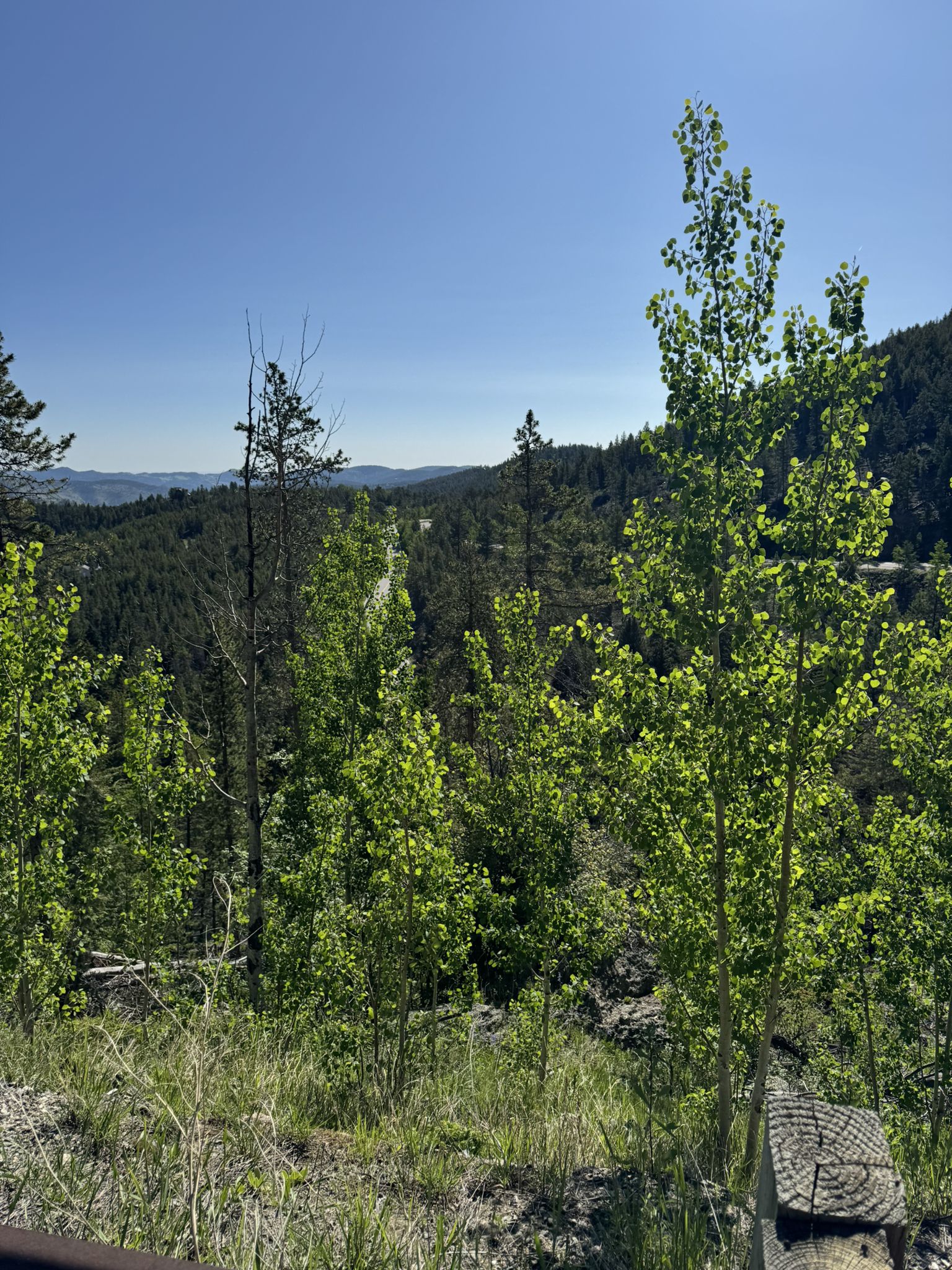 Bright sunny view of lush green trees and distant forested hills. - Witter Gulch Road loop from Elk Meadow Park