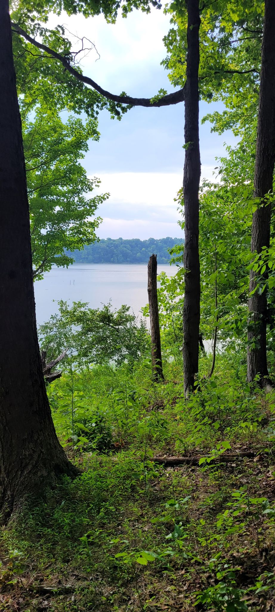 A calm lake is visible through dense green trees on a bright day. - East Fork Lake Trail