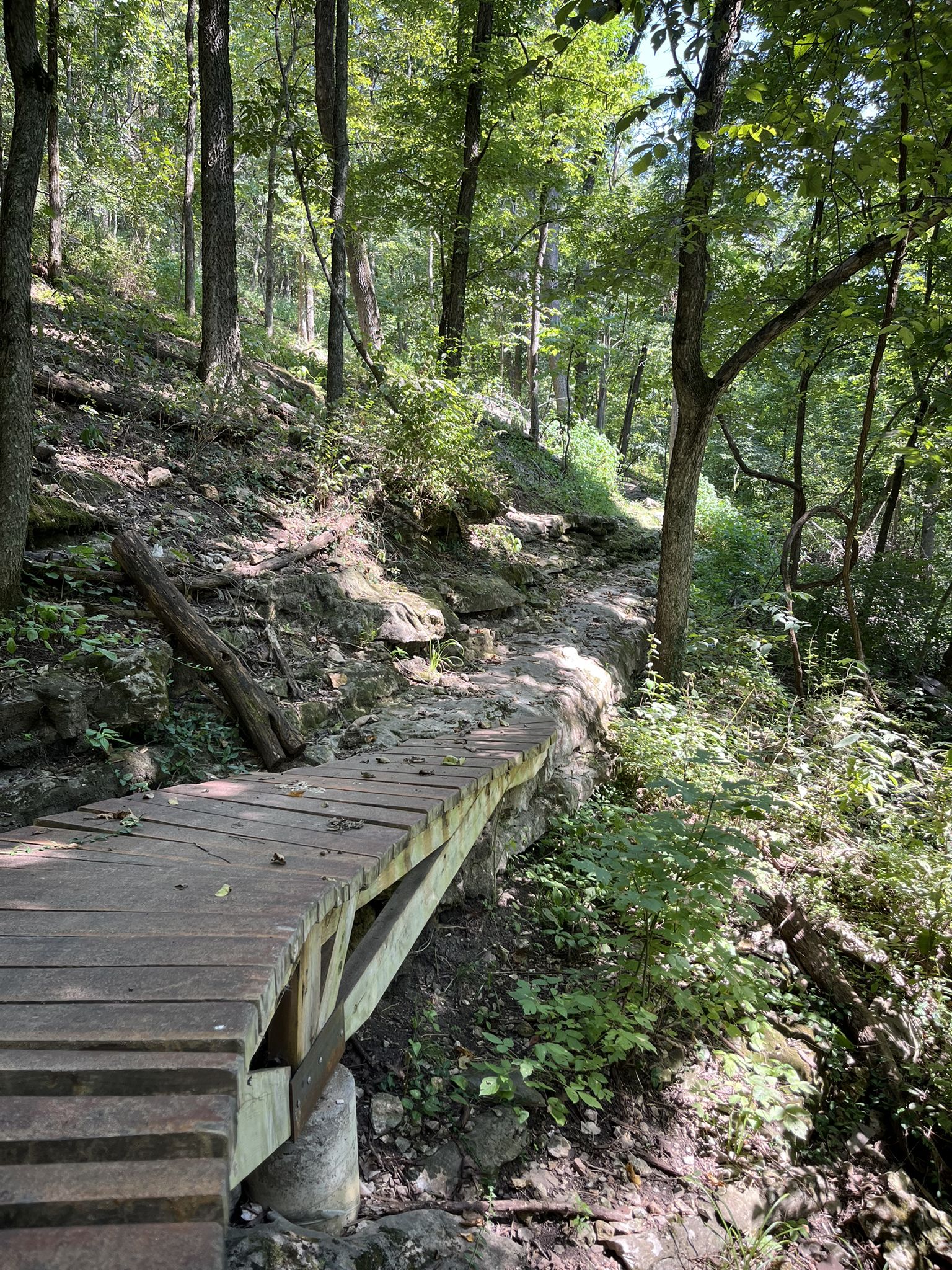 A wooden boardwalk path winds through a sun-dappled forest. - Traverse and Mother Necessity Loop