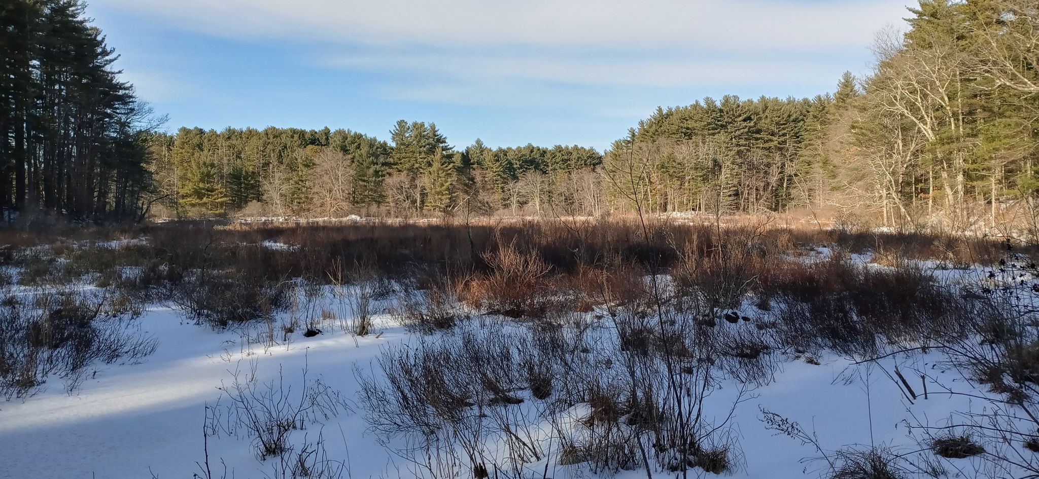 A snowy field with brown grasses, bordered by a pine forest under a bright sky. - Great Brook Farm – Old North Bridge loop from Chelmsford