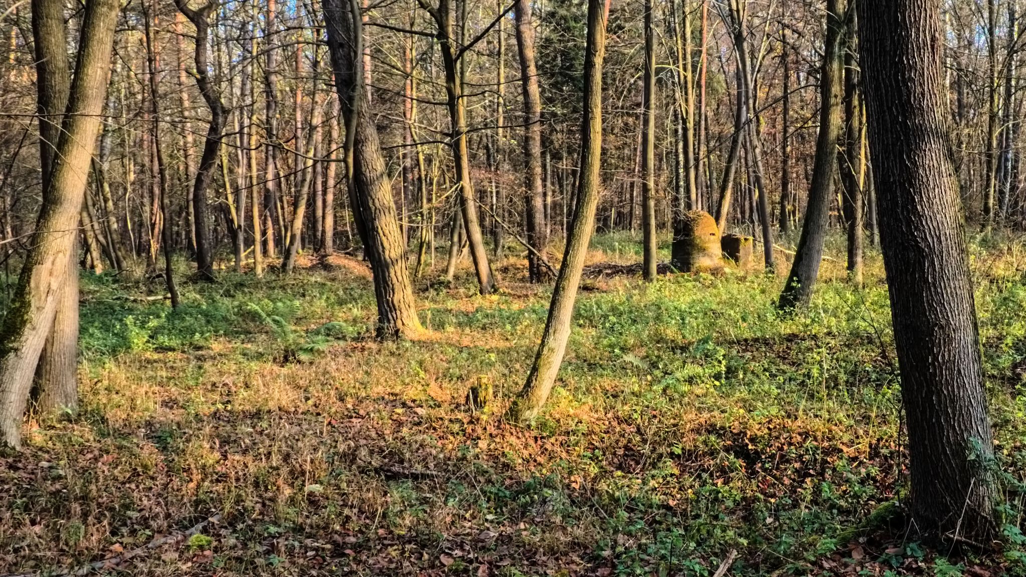 Bunkry w lesie pomiędzy Blachownią i Sławięcicami