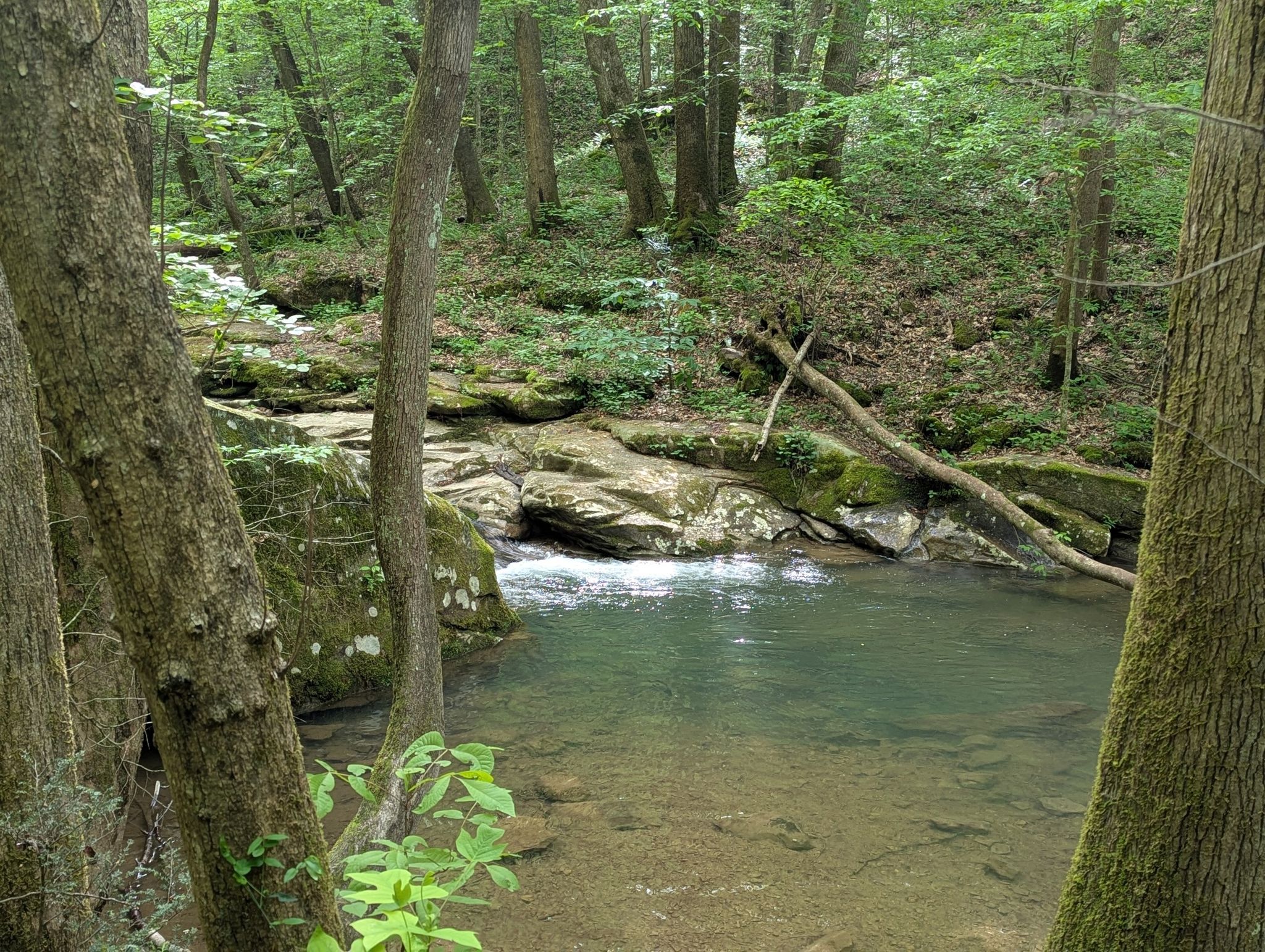 Clear stream flows through a lush, green forest with dappled light. - Emory Gap Trail