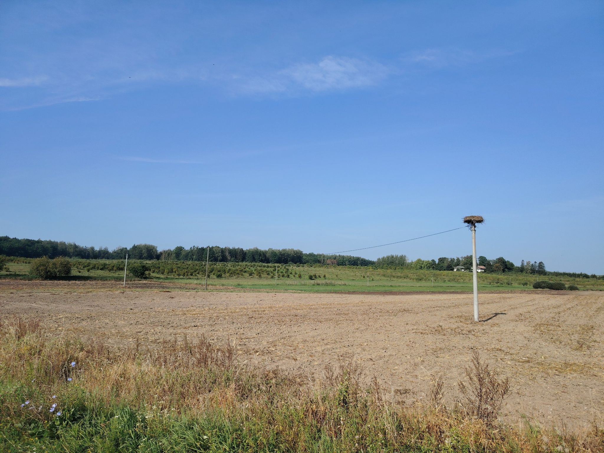 Die Störche sind schon in Richtung Süden geflogen.