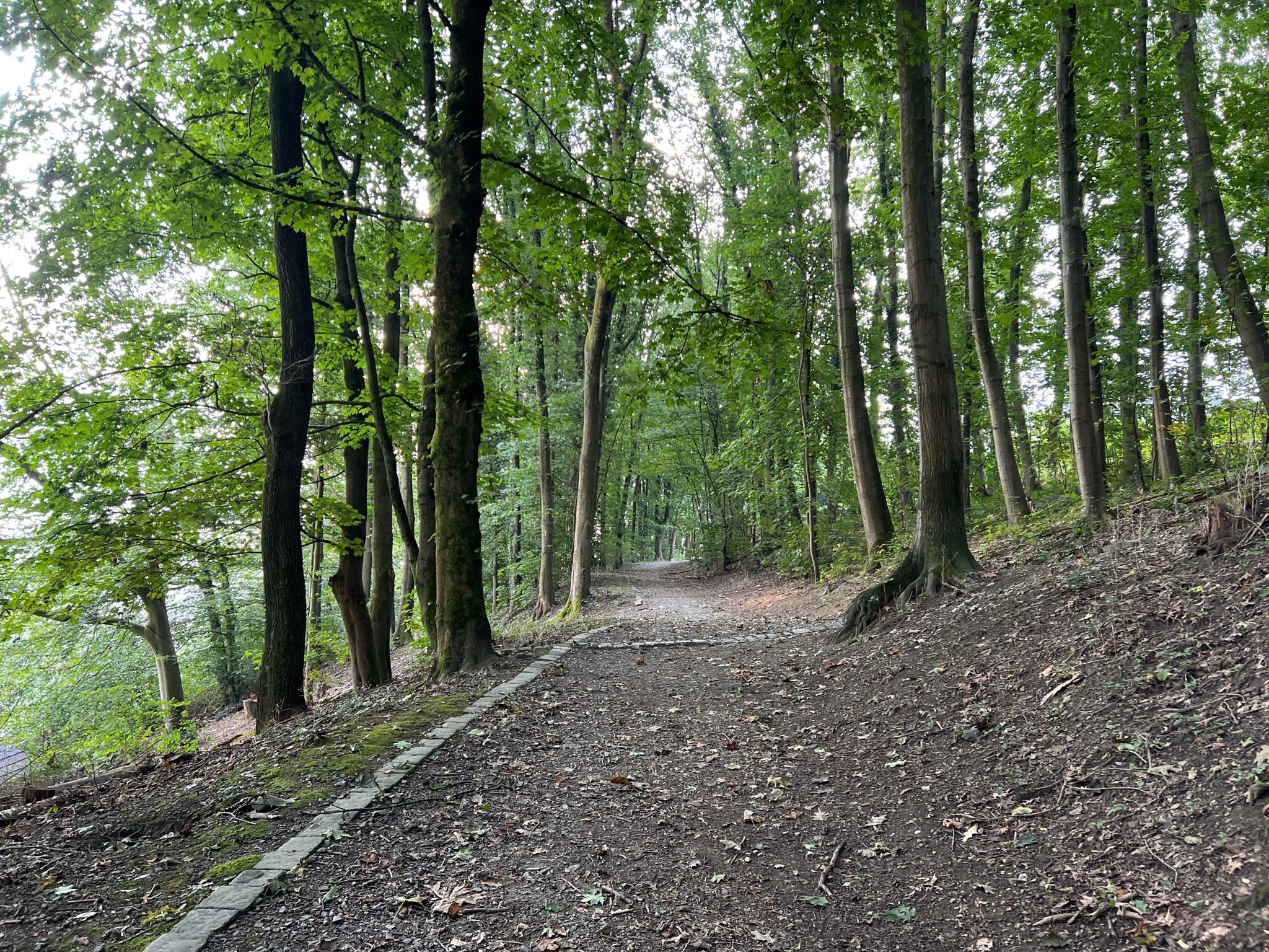 kleines Waldstück