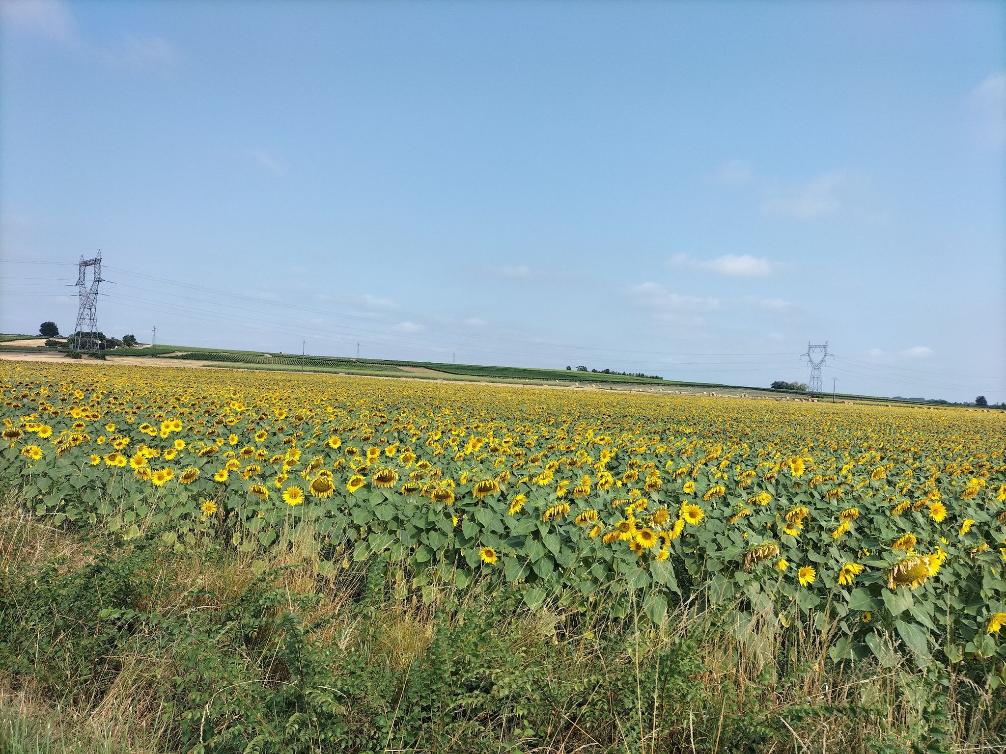 Tournesol 🌻