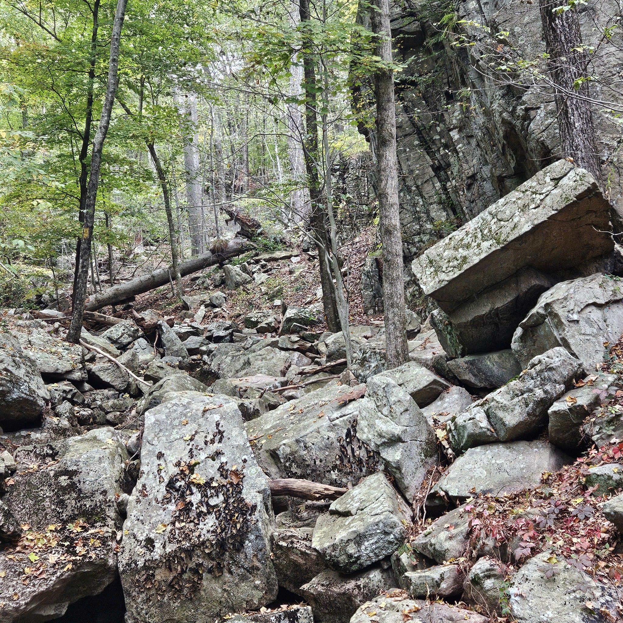 Rocky forest floor with large boulders and fallen trees under diffused light. - Saugatuck, Bedford, & Troop Trail loop