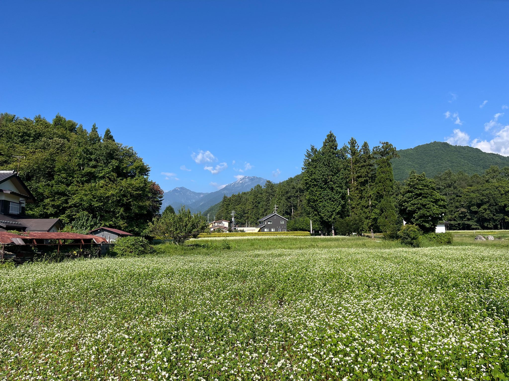 Northern Alps over buckwheat fields