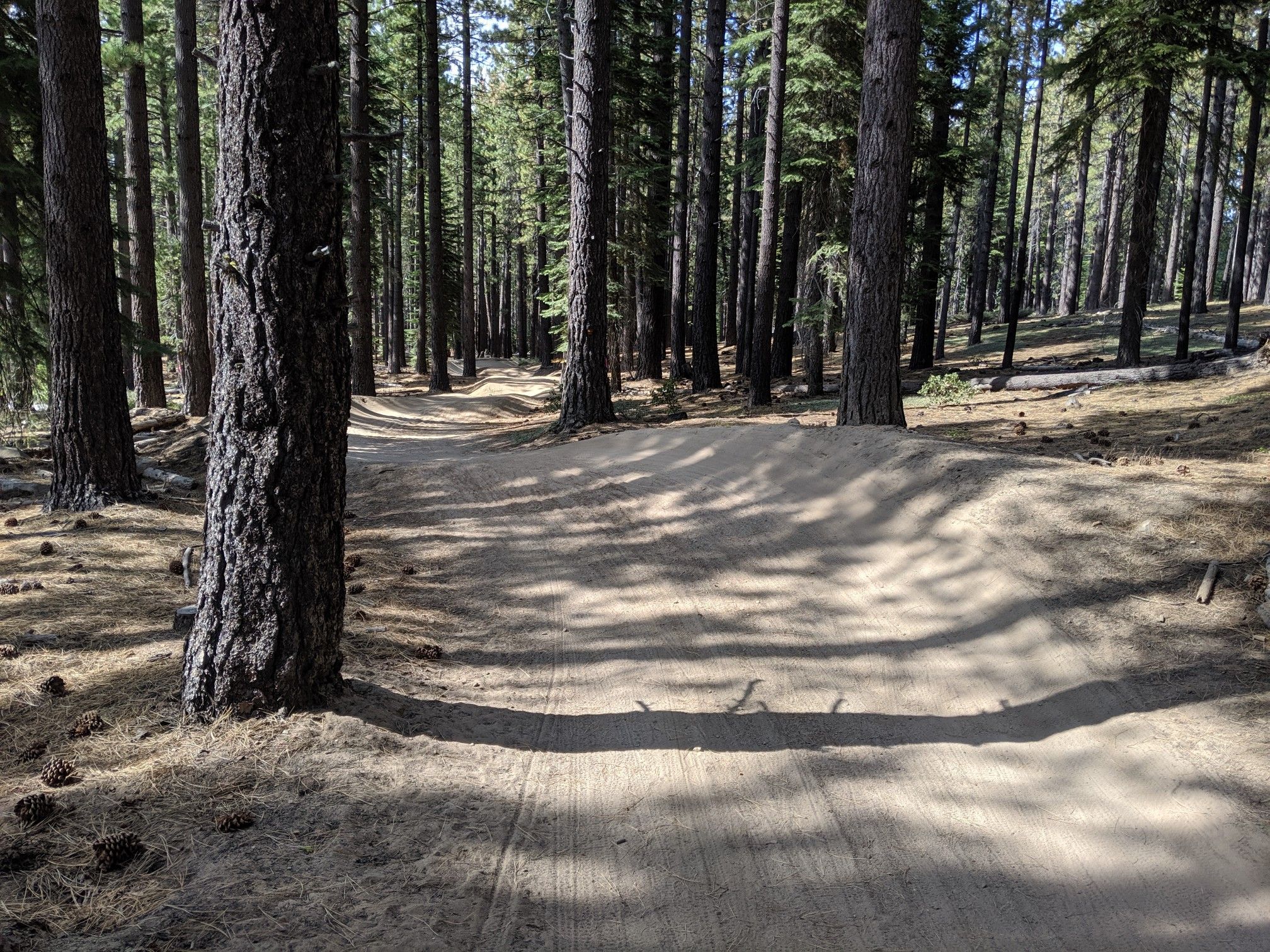 A dirt trail with small bumps winds through a sun-dappled pine forest. - Corral and Sierra Sidewinder Loop