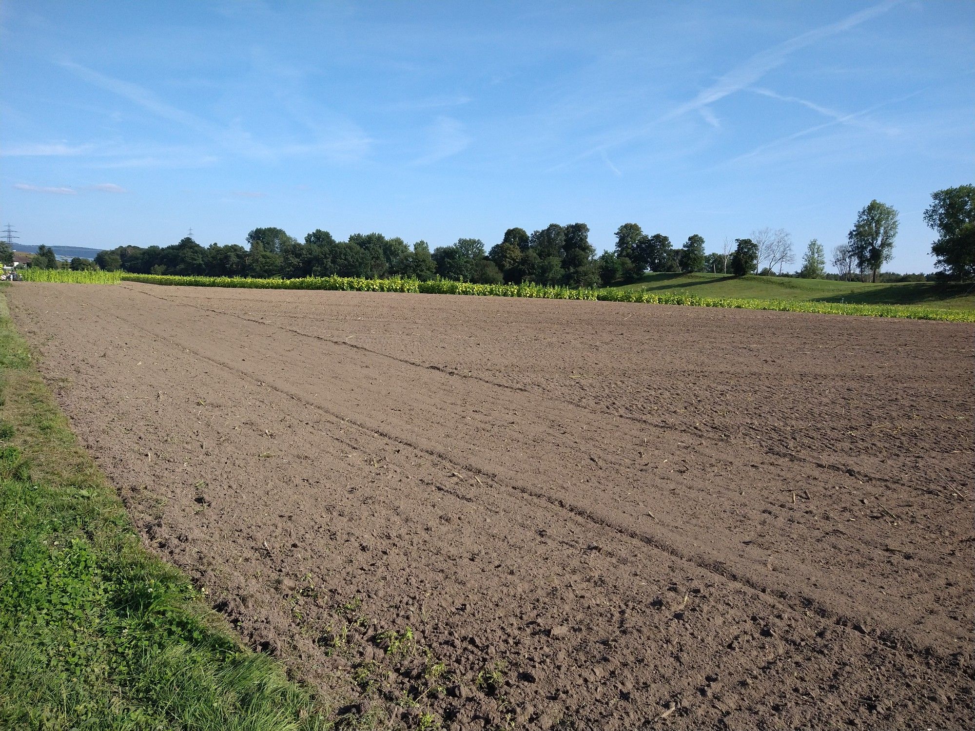 Oftersheim Düne und Tabak Ernte 