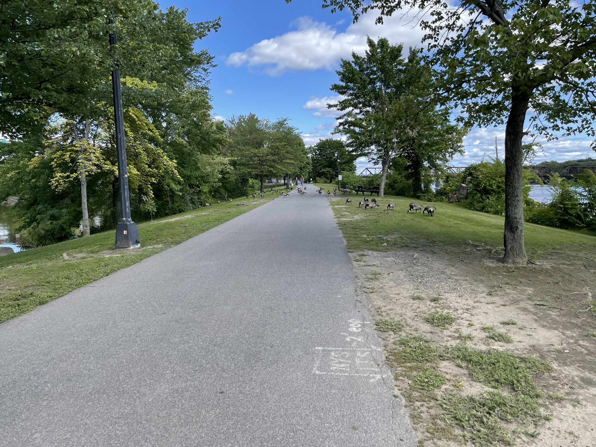 Paved path with geese on grassy bank, trees, sunny blue sky. - Corning City Preserve – Corning City Preserve loop from Albany