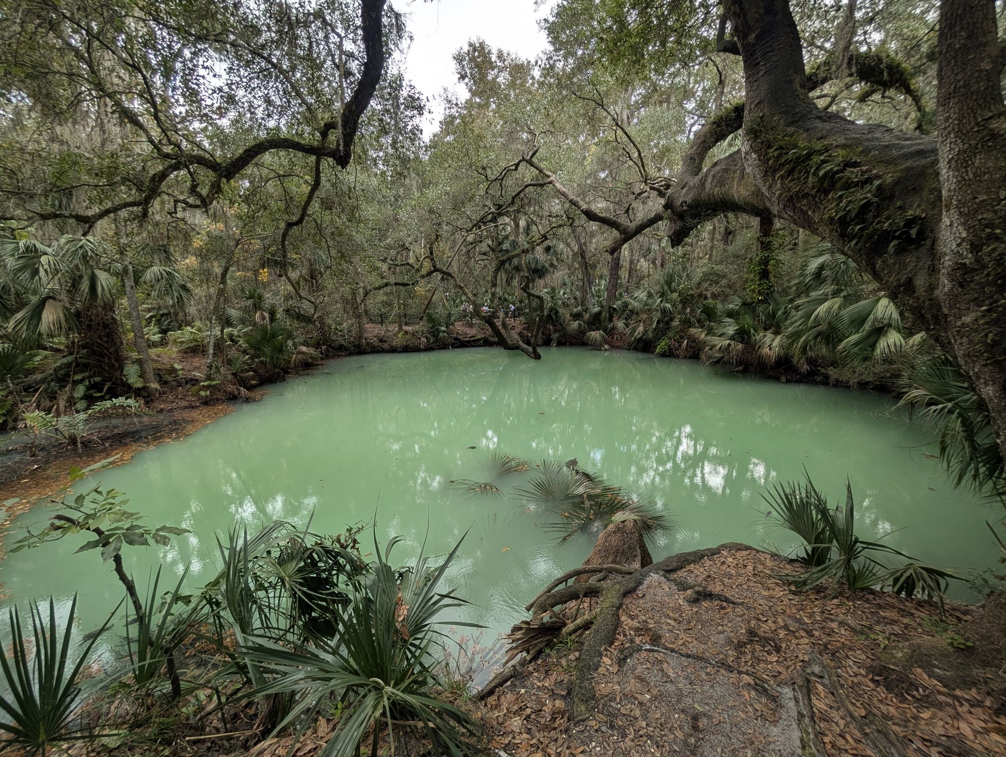 Green-tinted water in a natural pool surrounded by dense, lush forest. - Green Springs Park Trails